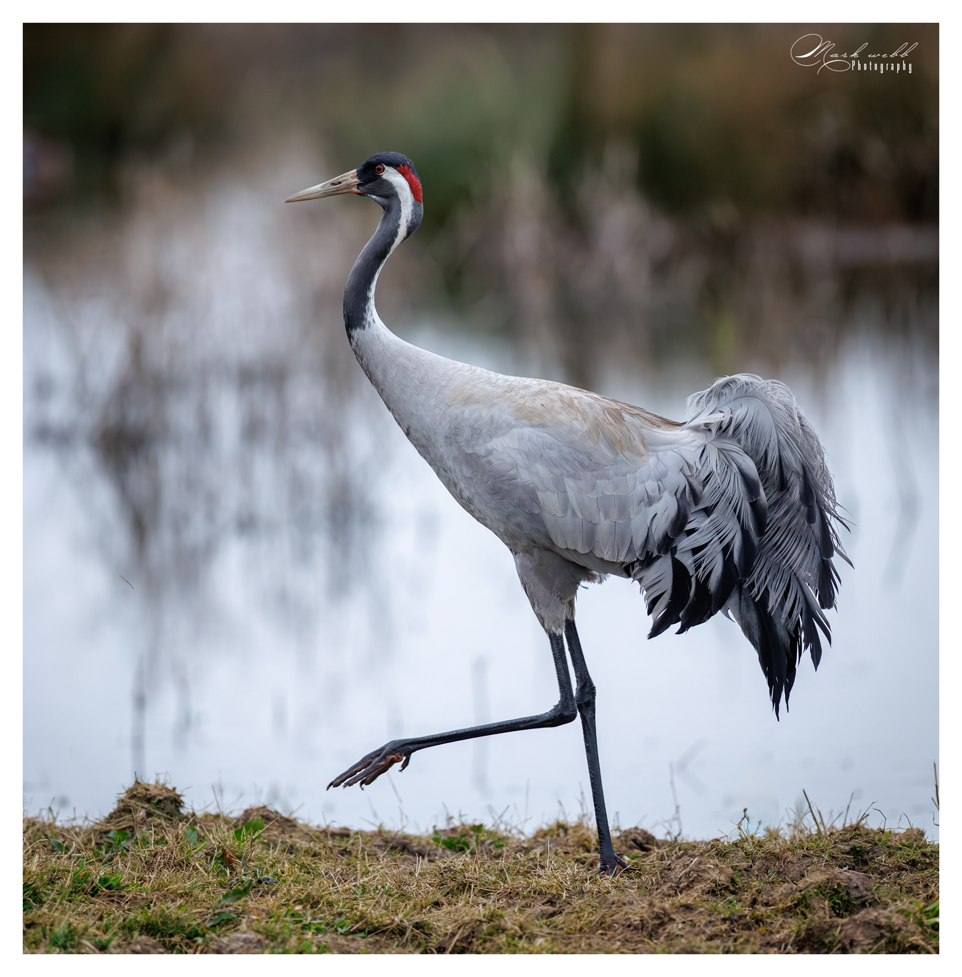 Cranes Willow Tree Fen March 2026