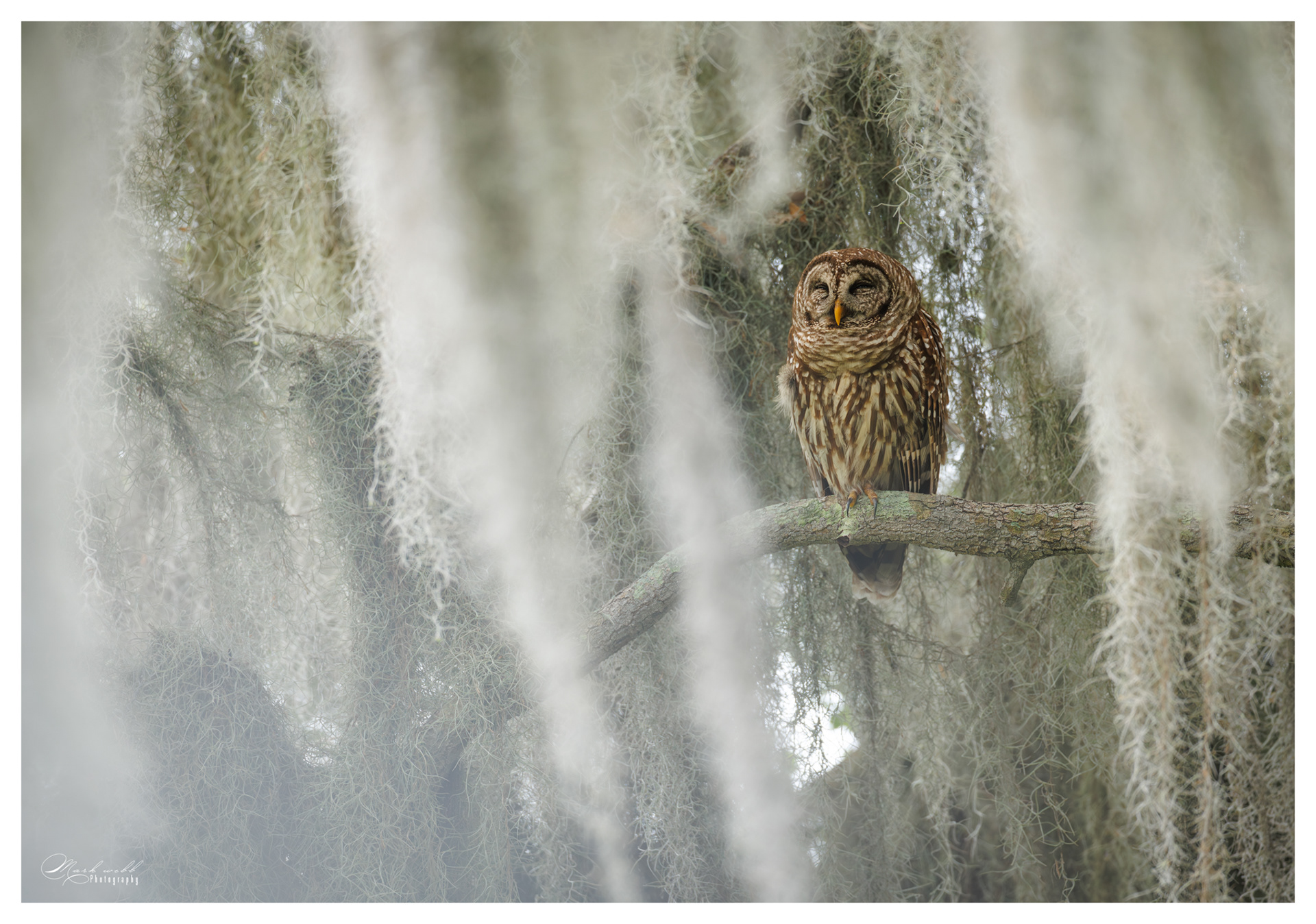 Barred Owl