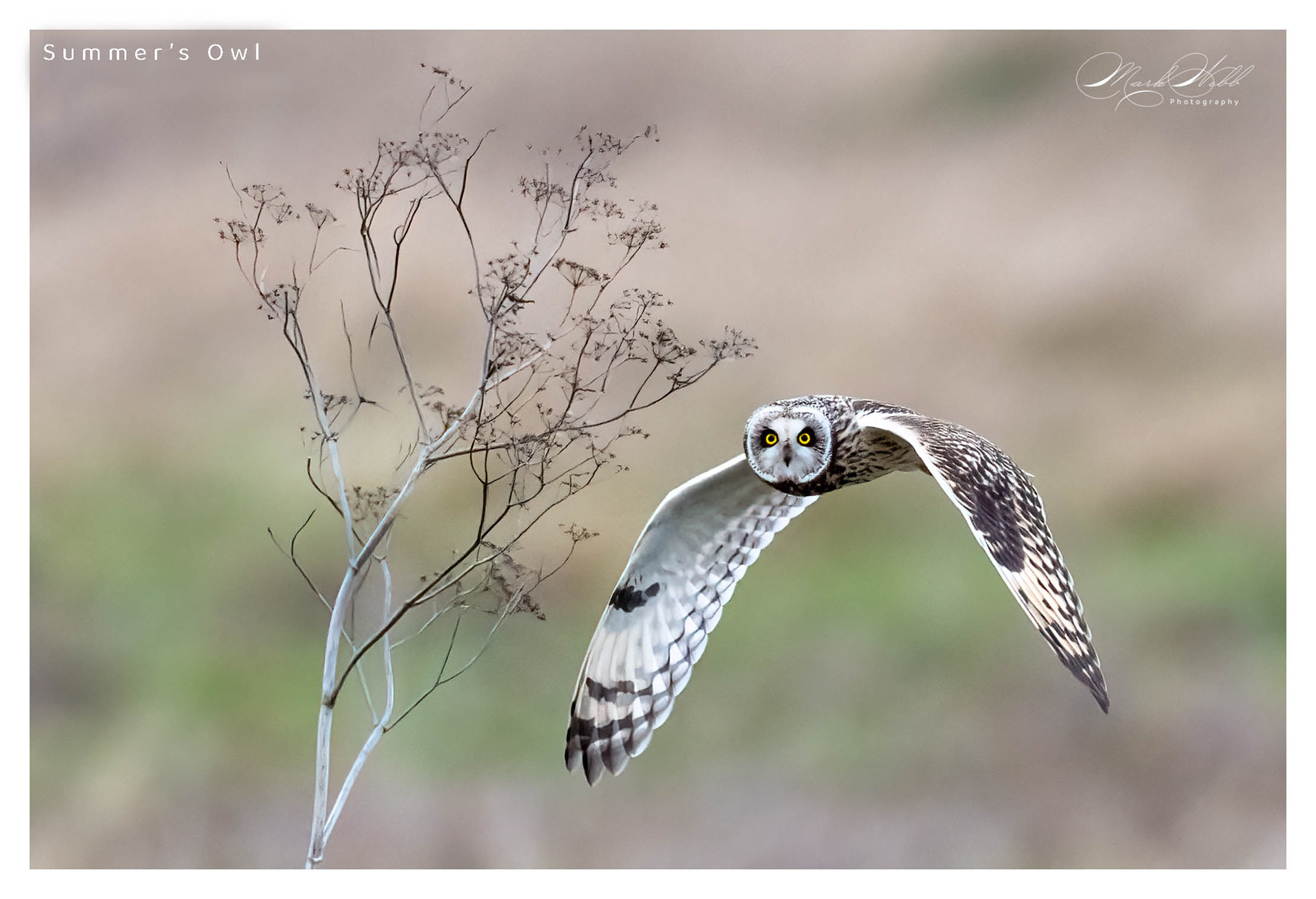 Summers Owl Burwell Fen January 2024