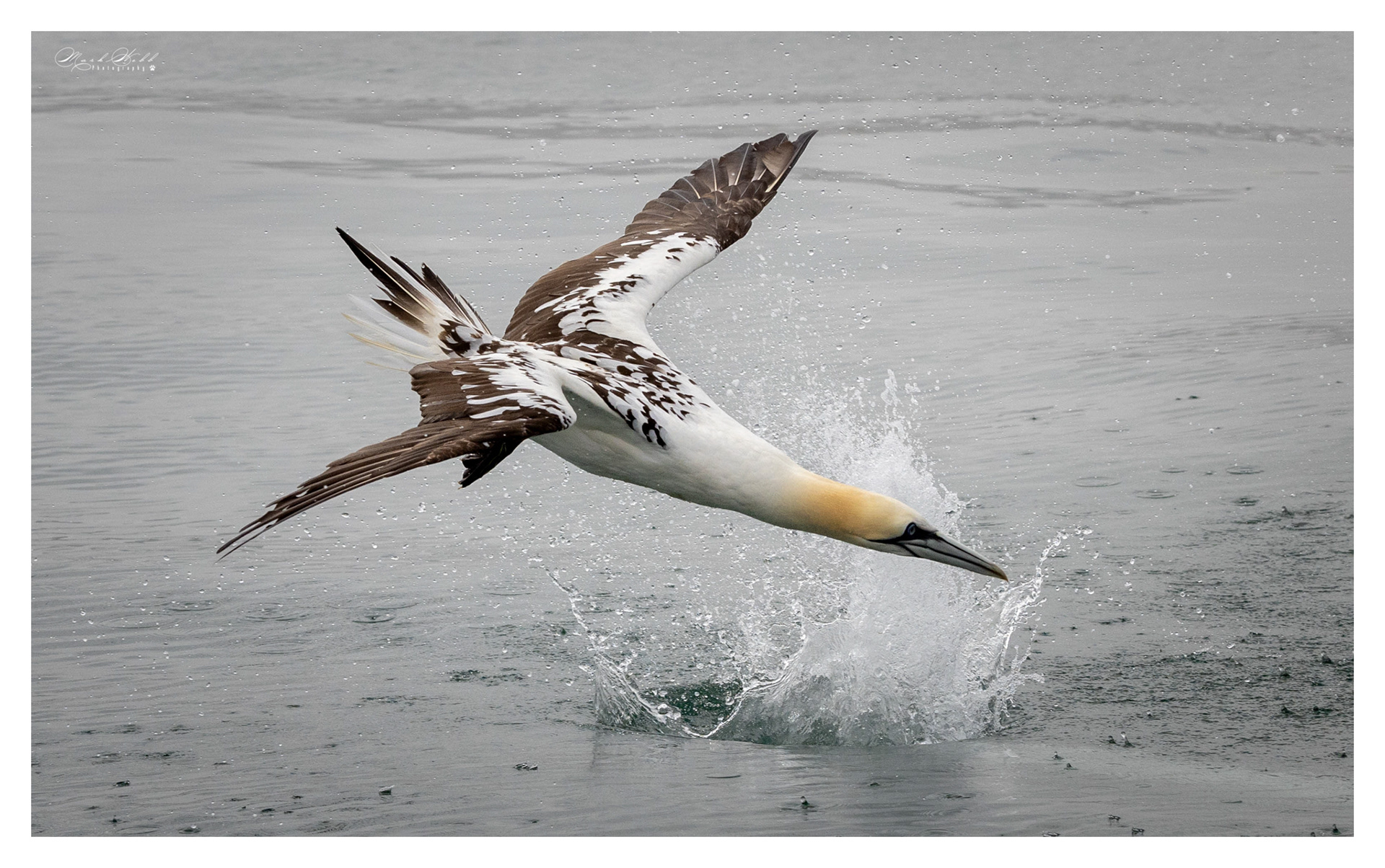 Bridlington Gannet Boat Trip August 2023