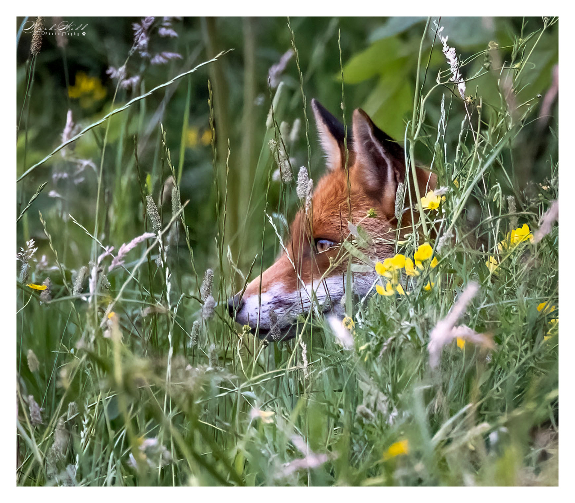 Essex Foxes July 2023