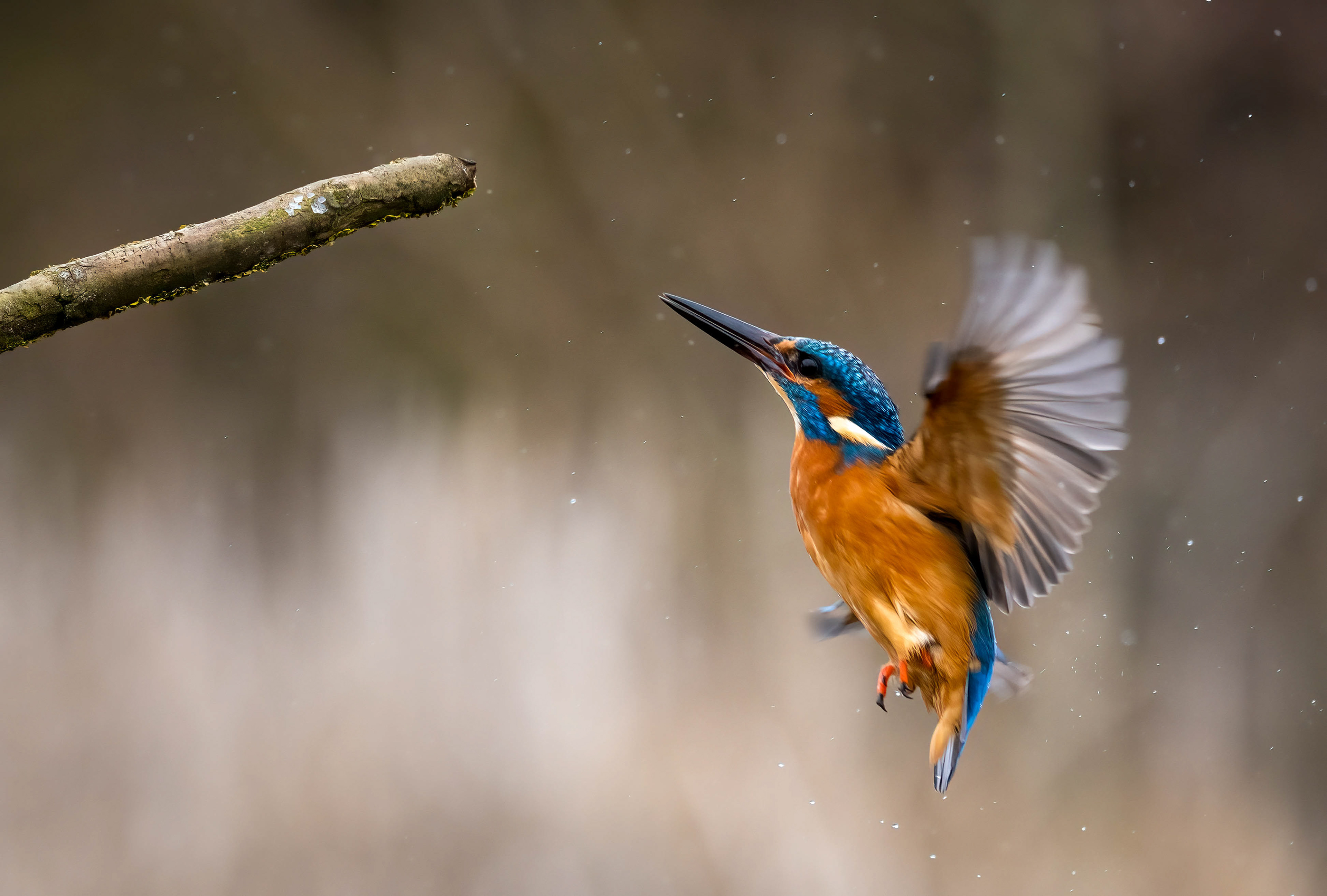 Wildlife Hides March 2023