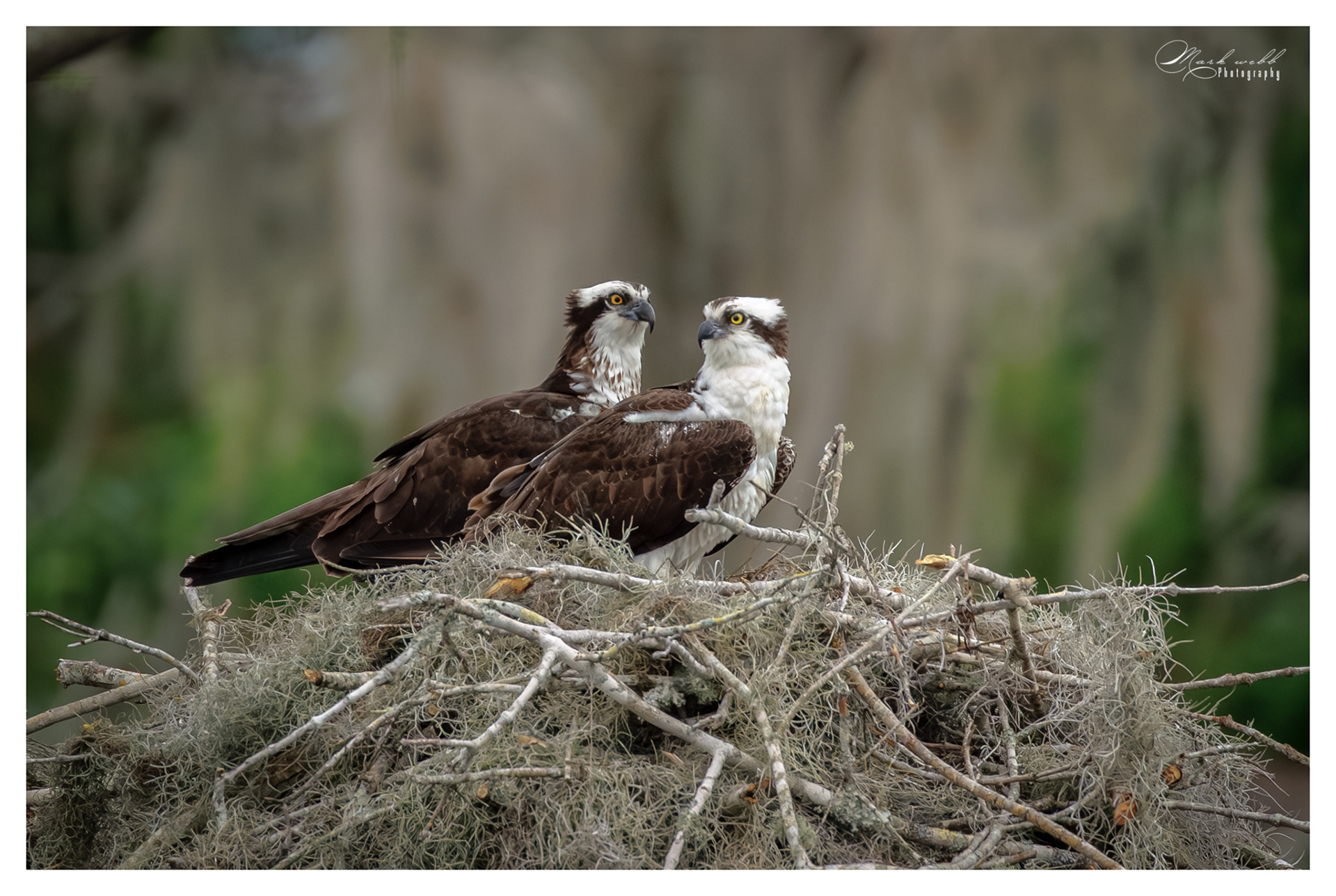 Osprey Blue Cypress Lake
