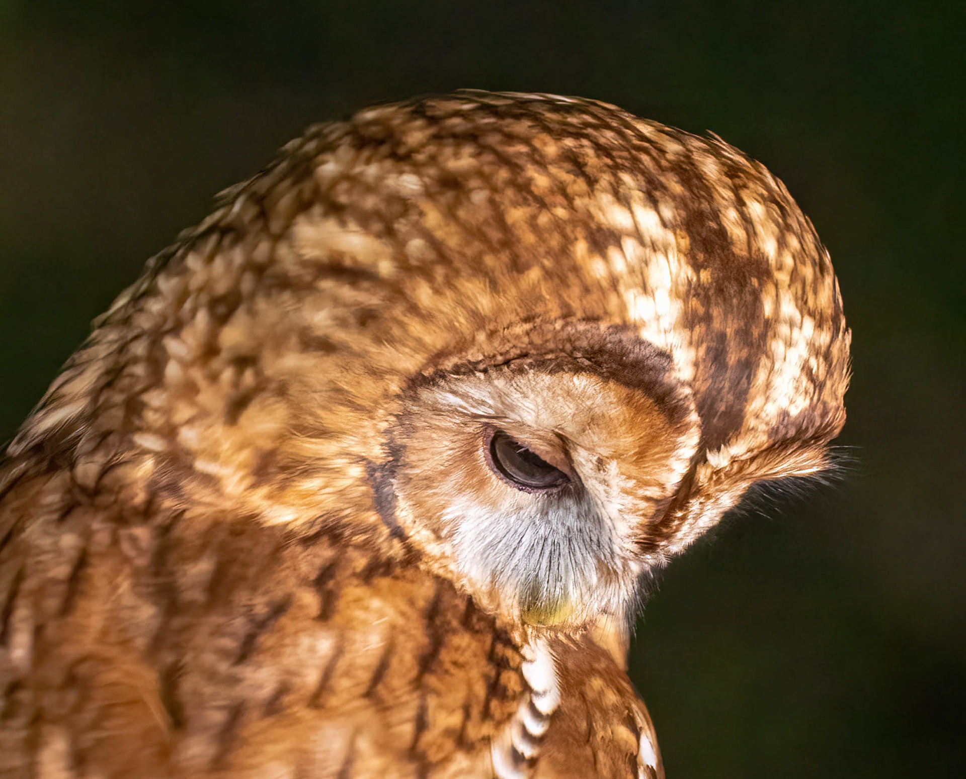 Tawny Owl Hide May 2023