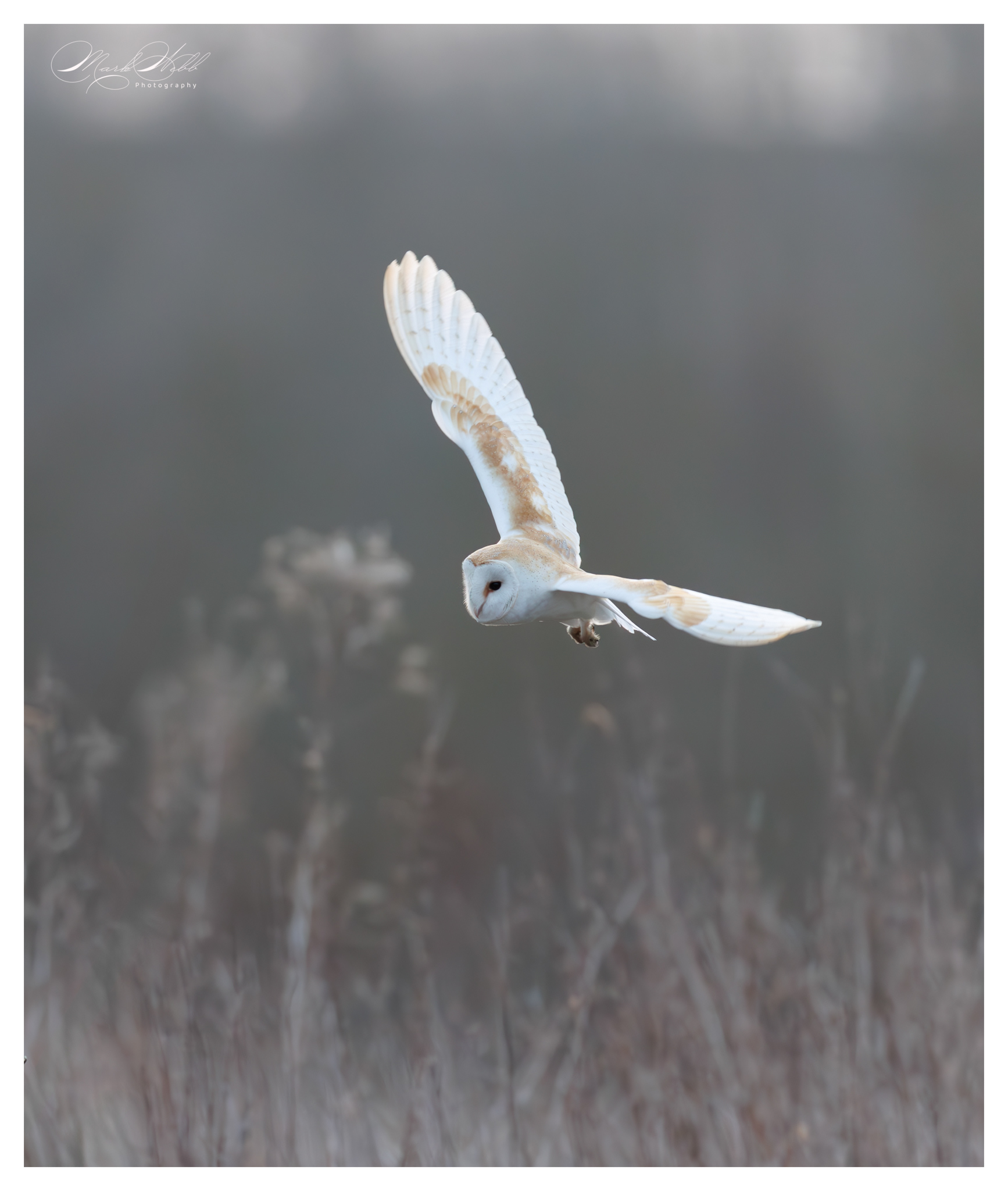 Barn Owl Whiston Lock March 2025