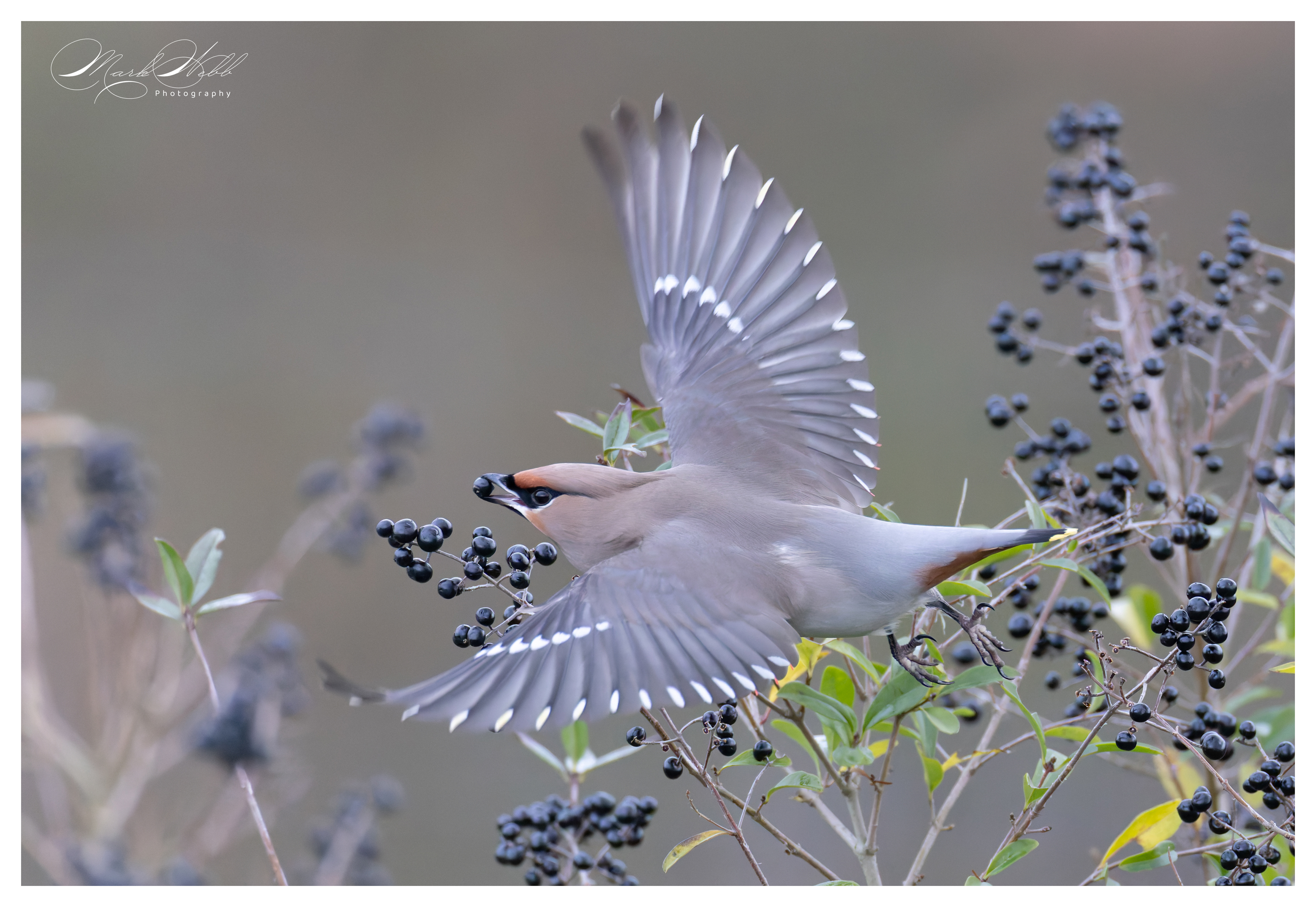 Waxwings Corby January 2024