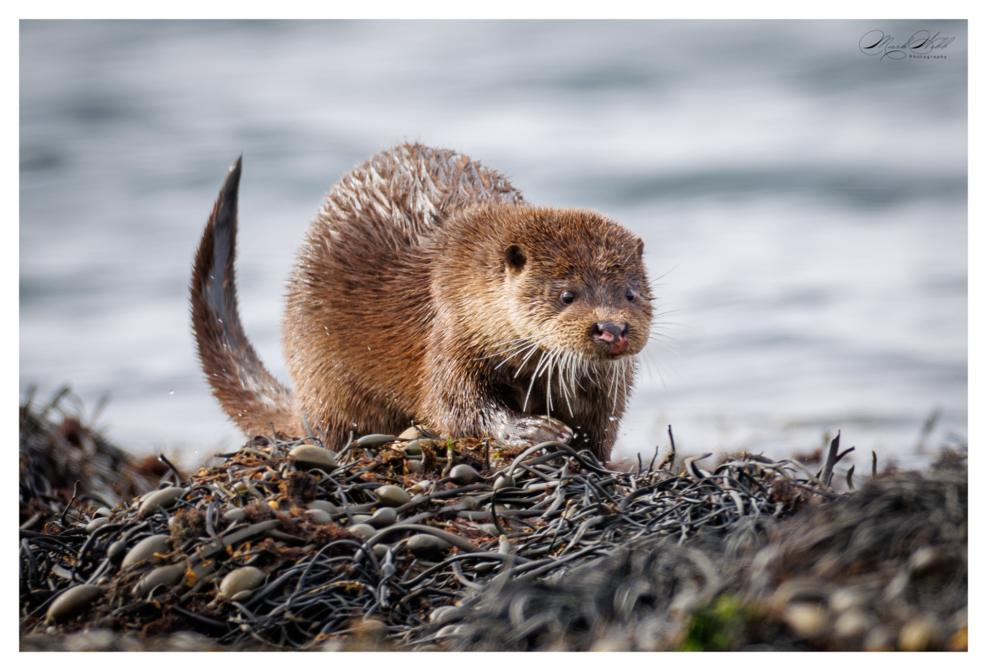 Fat Freddy Otter