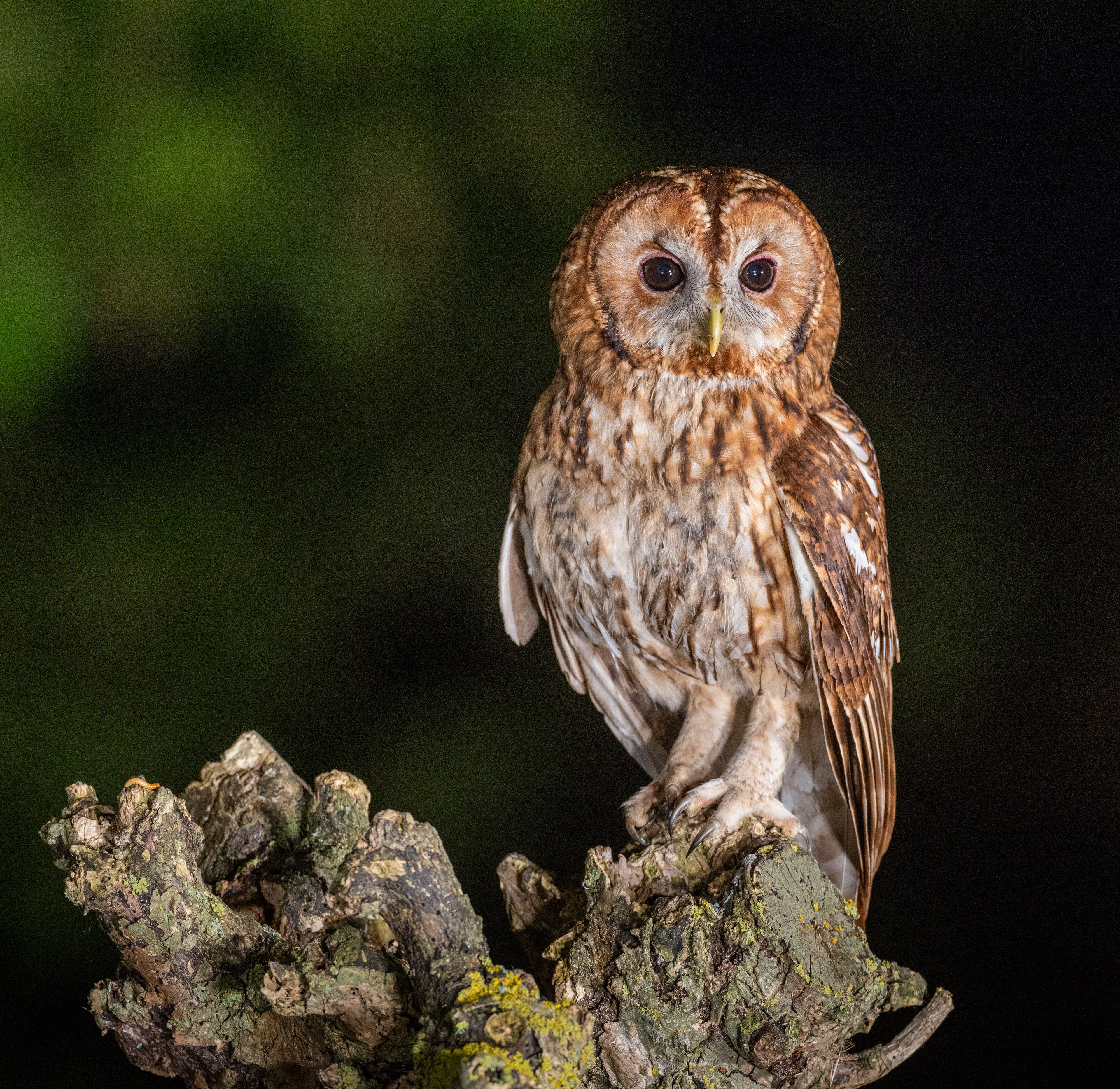 Tawny Owl Hide May 2023