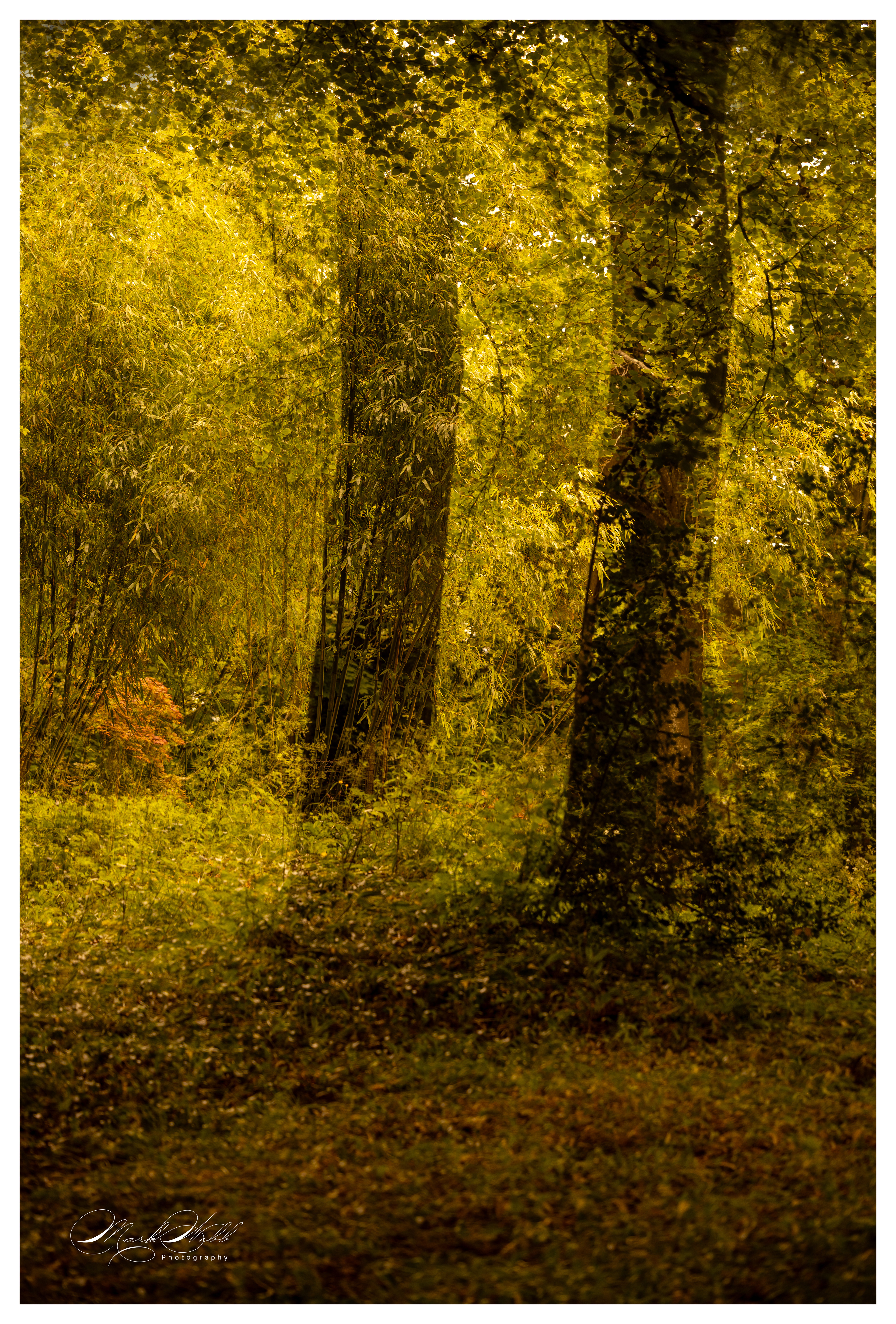 Batsford Arboretum June 2024