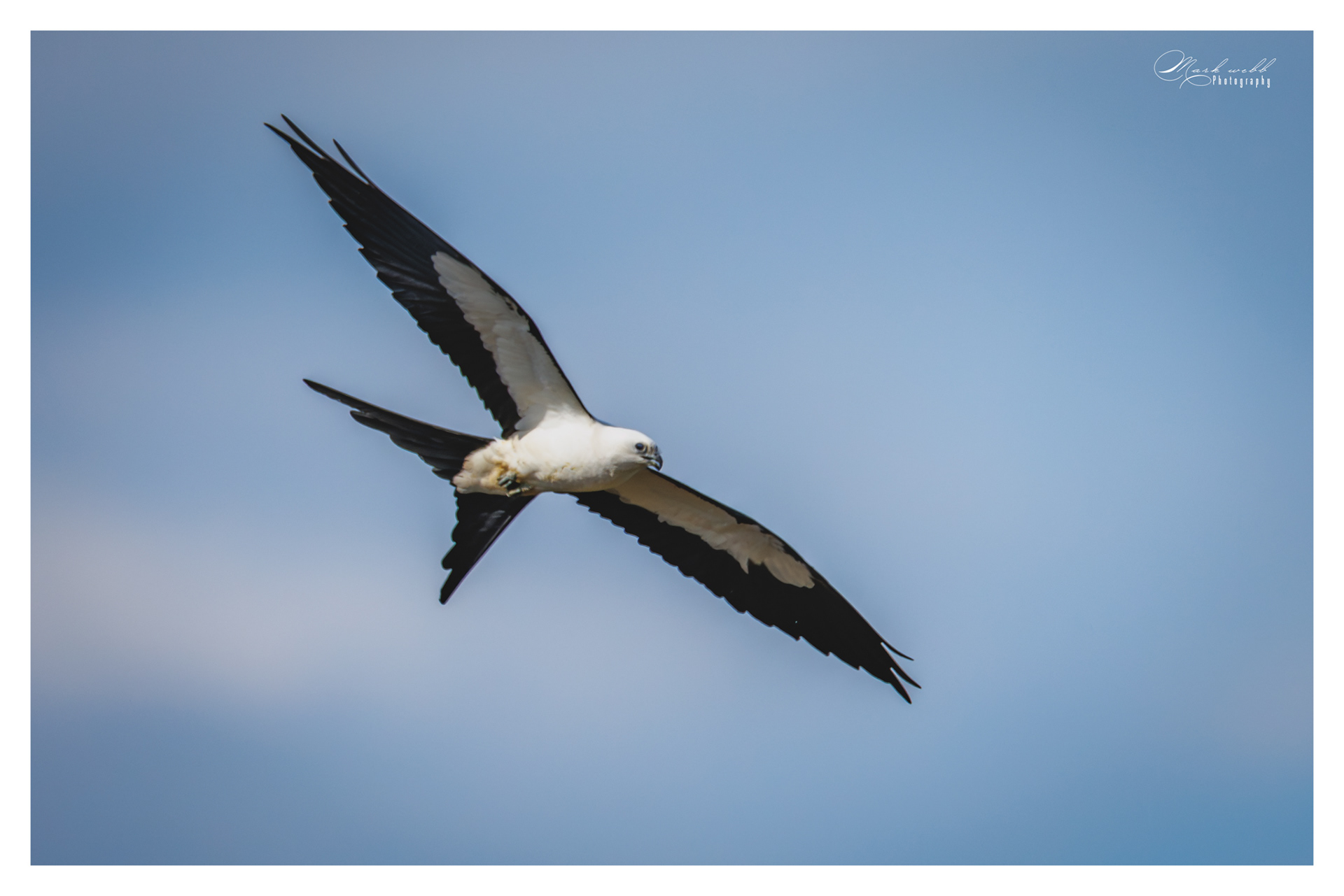 Swallow Tailed Kite