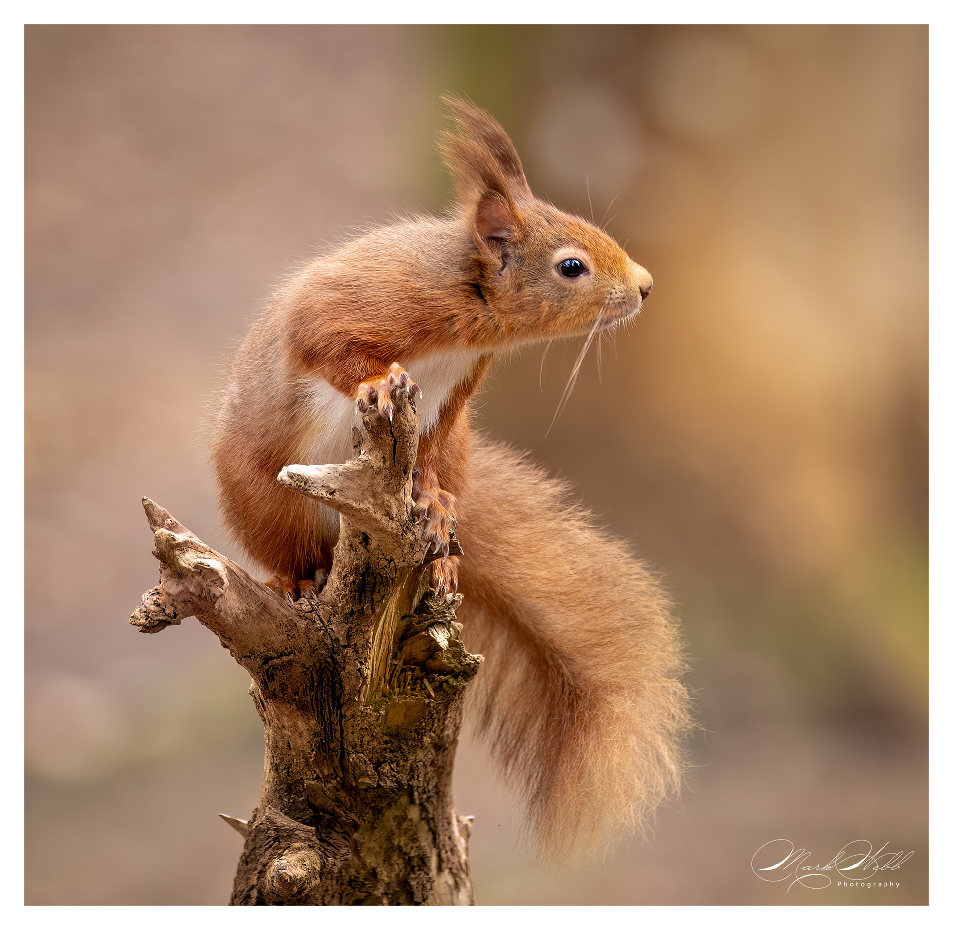Red Squirrell Brownsea Island March 2024