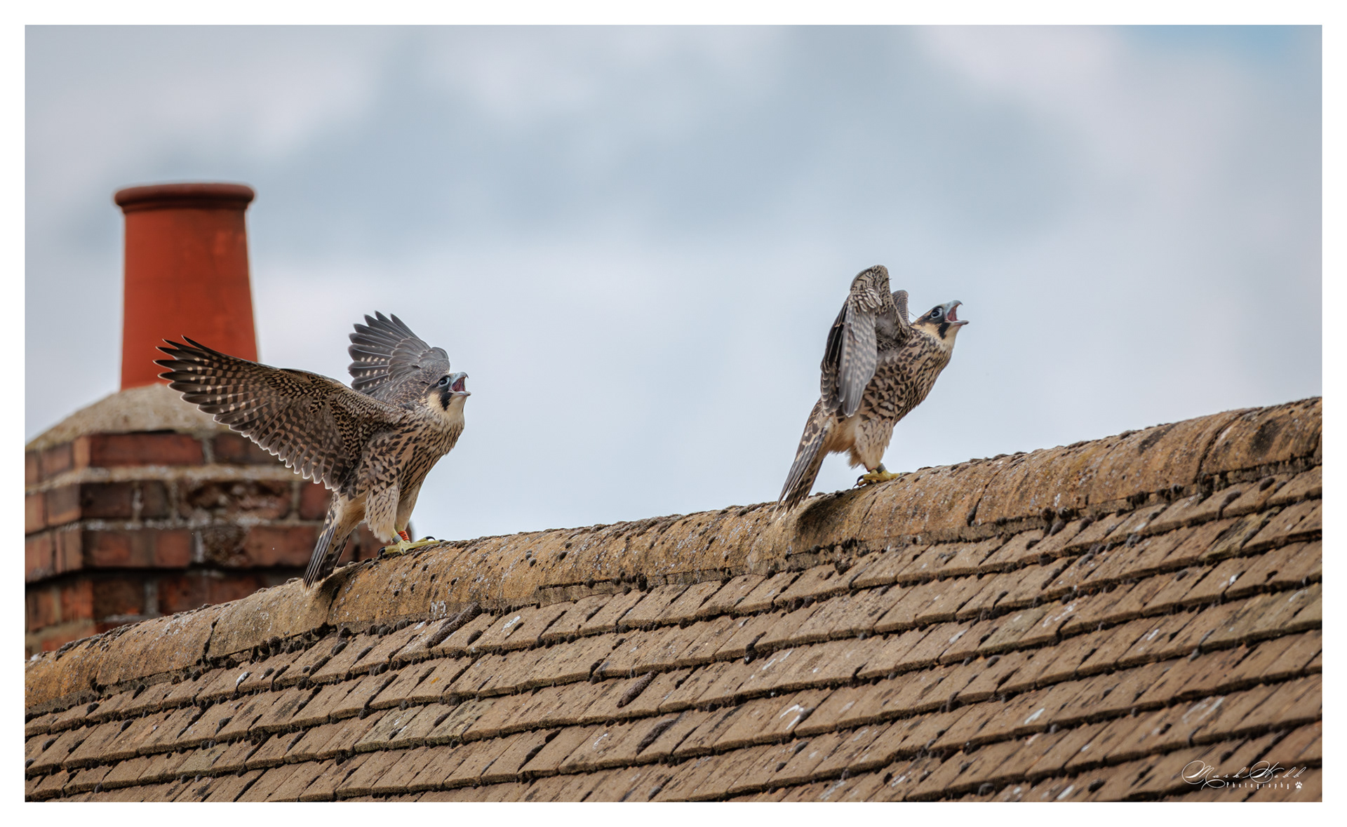 Peregrines Higham June 2026