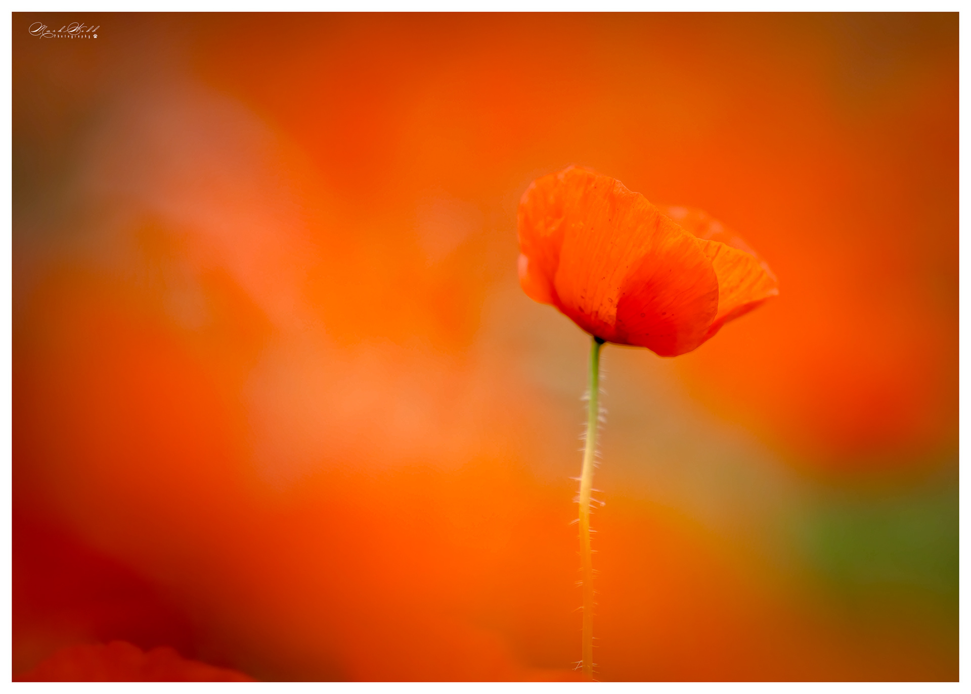 Chapel Brampton Poppy Field June 2023
