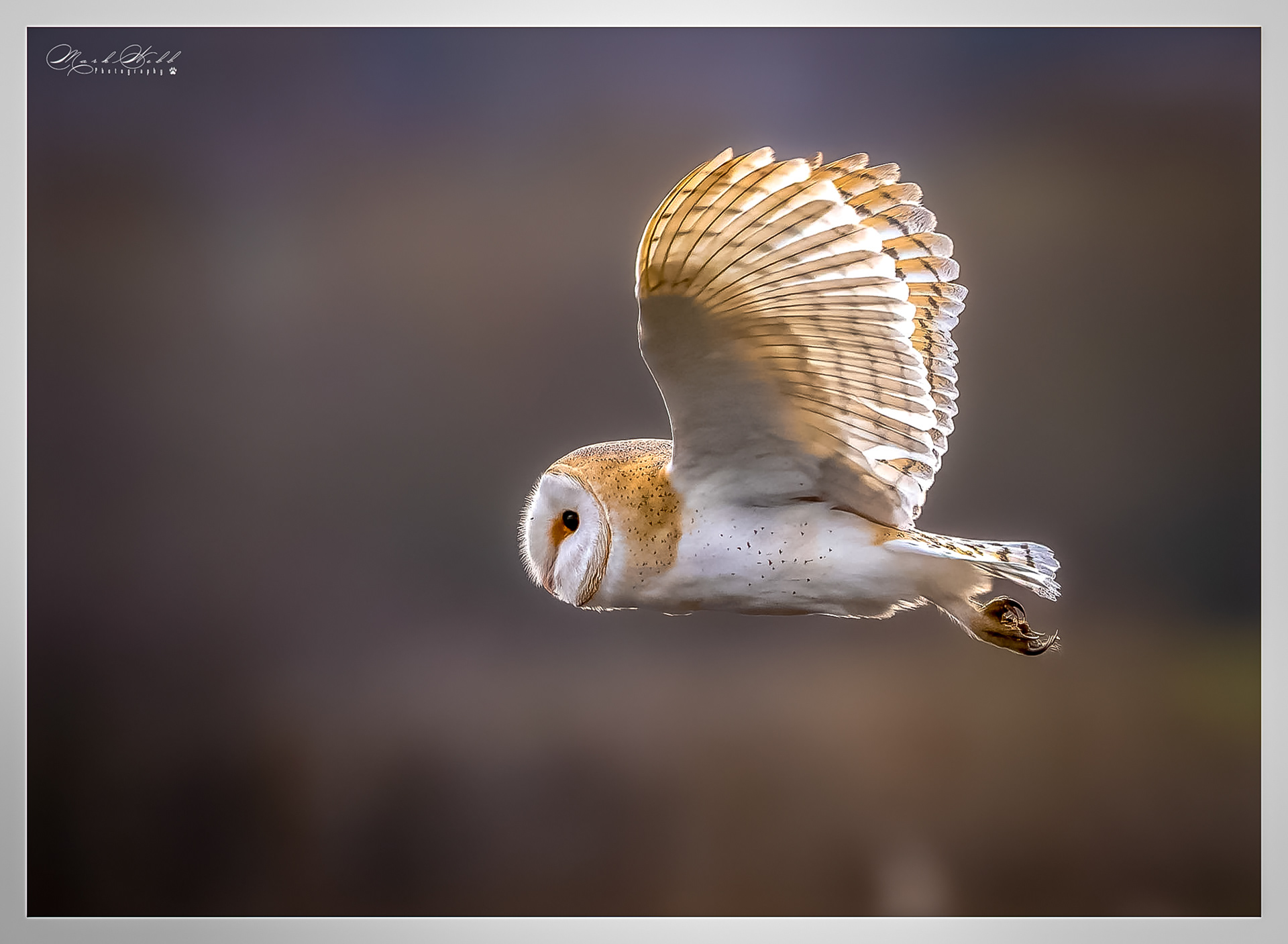 Barn Owl - My first Rutland - January 2023