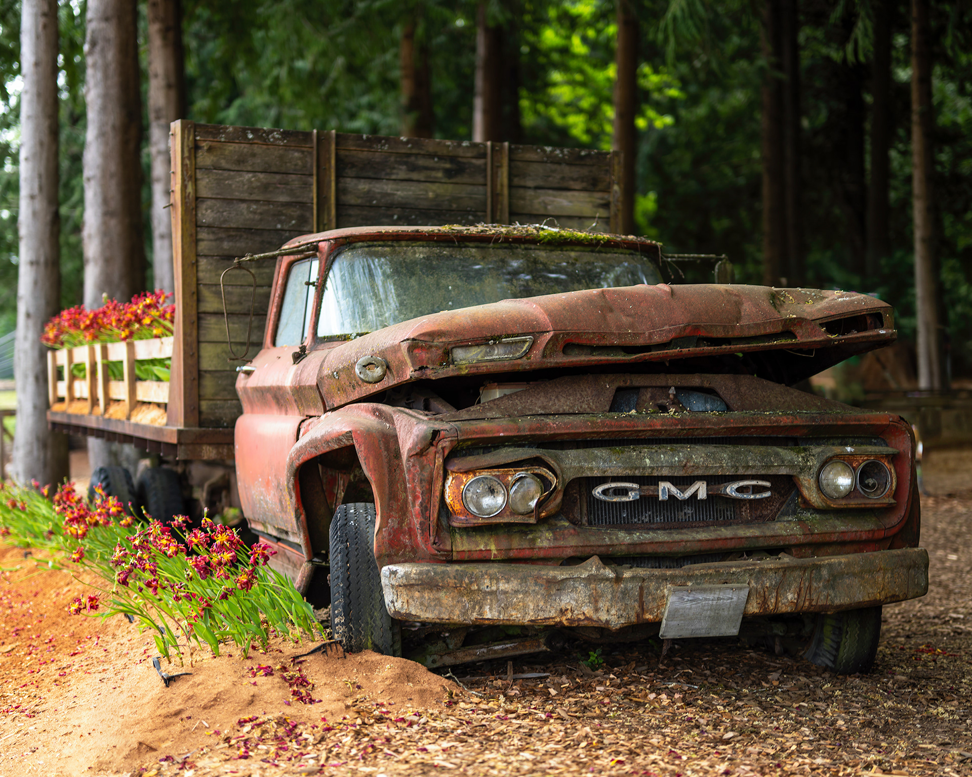 A vintage GMC flatbed truck serving as a rustic floral display at Coastal Black Estate Winery in Black Creek, British Columbia. Fine art lifestyle photography by Kevin Prentice.