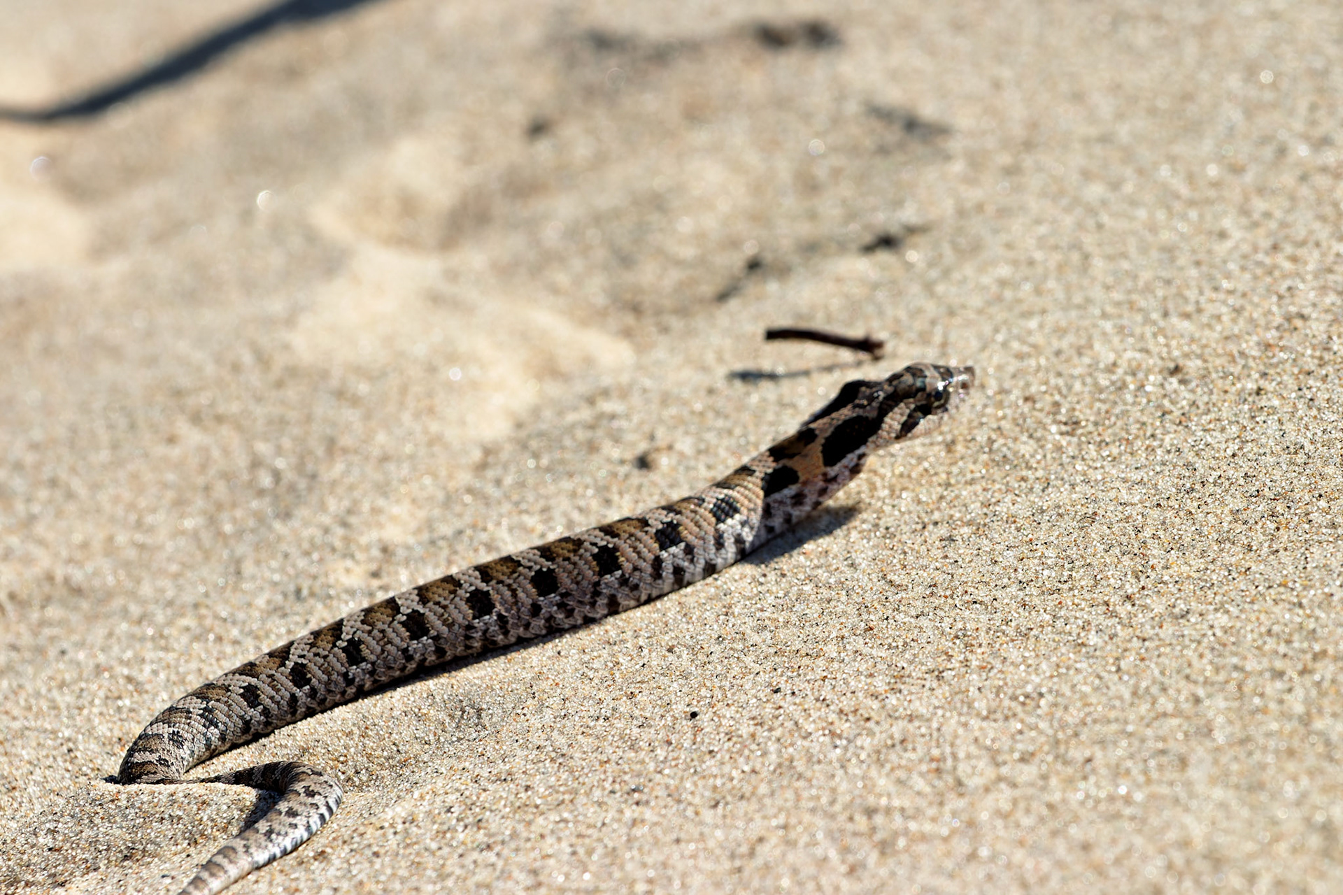 Wildlife_20030906_0092_PS.dng