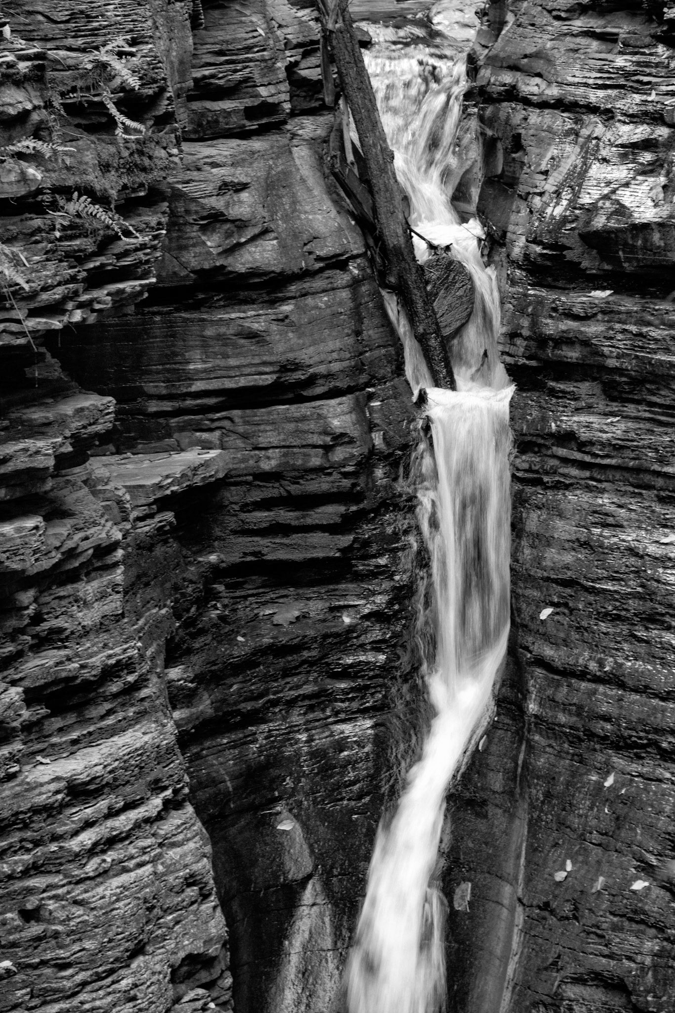 Black &amp; White 00189