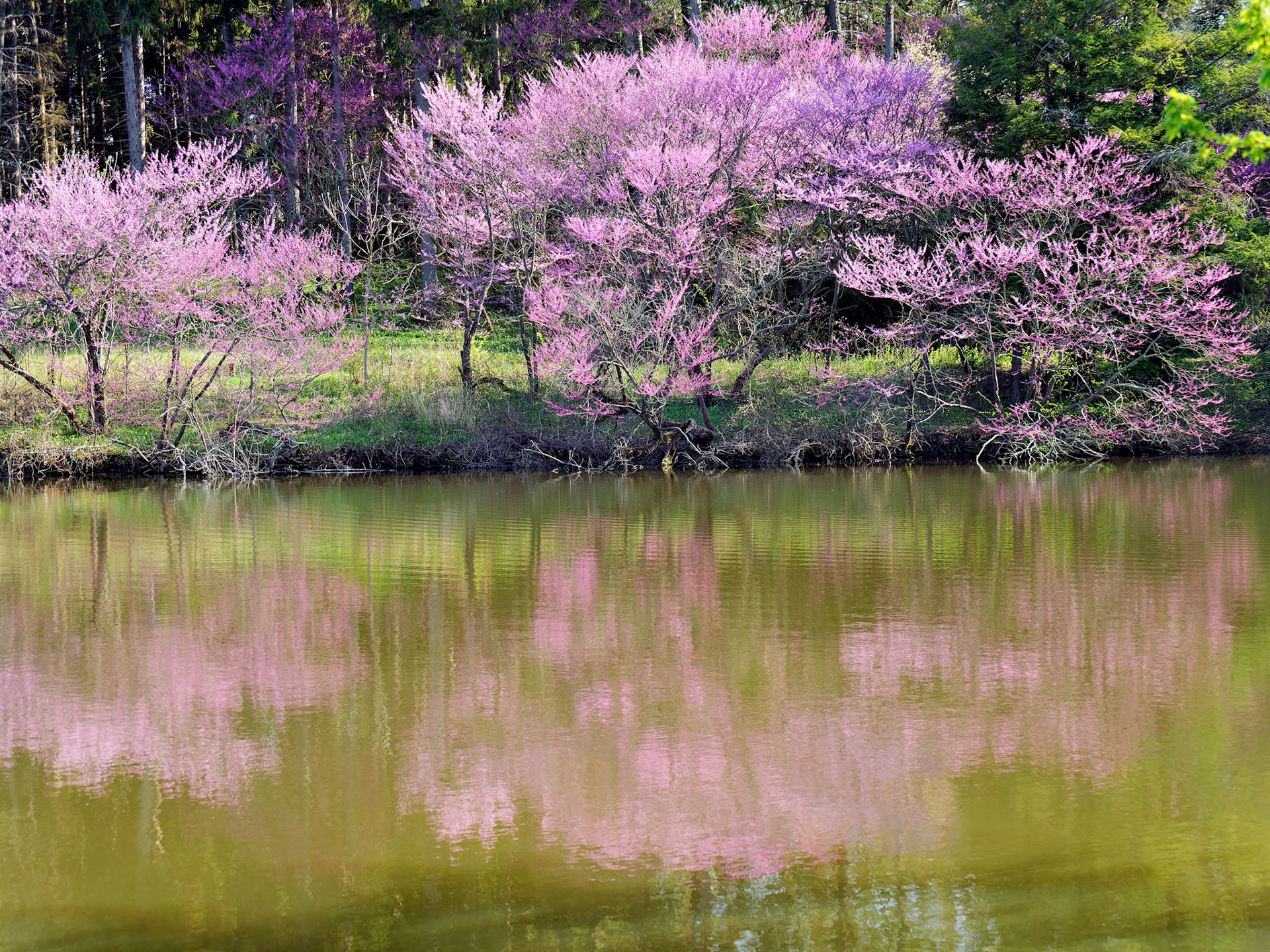IL_Morton Arboretum_20180507_0806_PS.tif