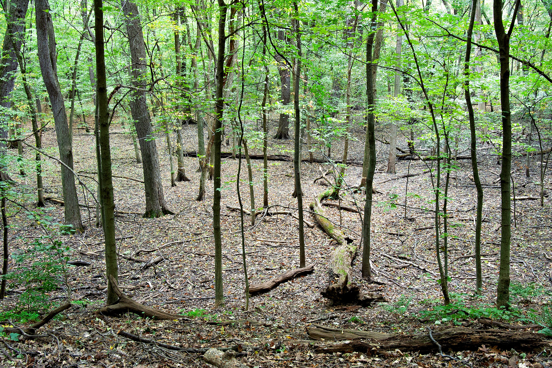 IL_Morton Arboretum_20021017_0075_PS.tif