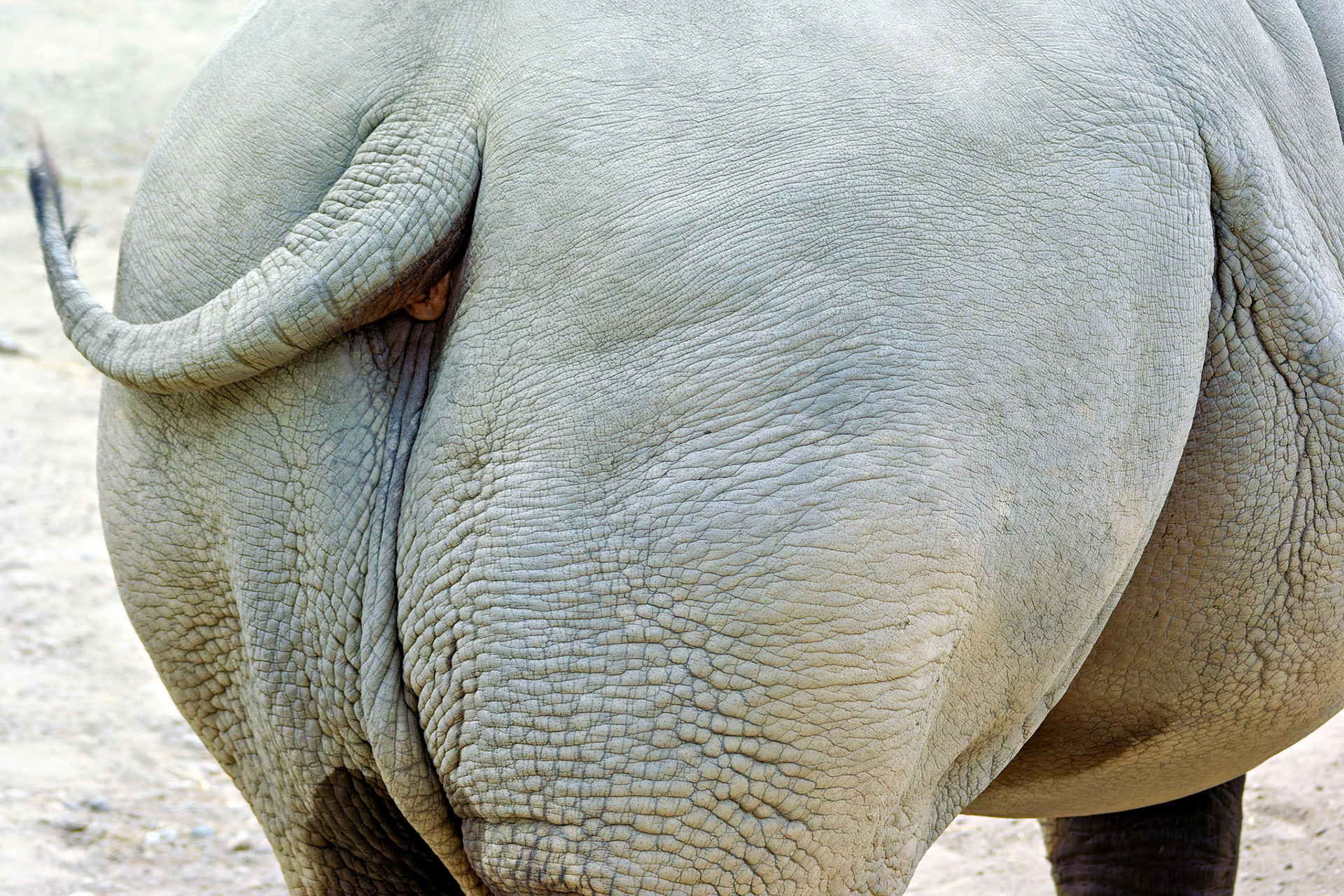 Wildlife_20140718_0502_PS.dng