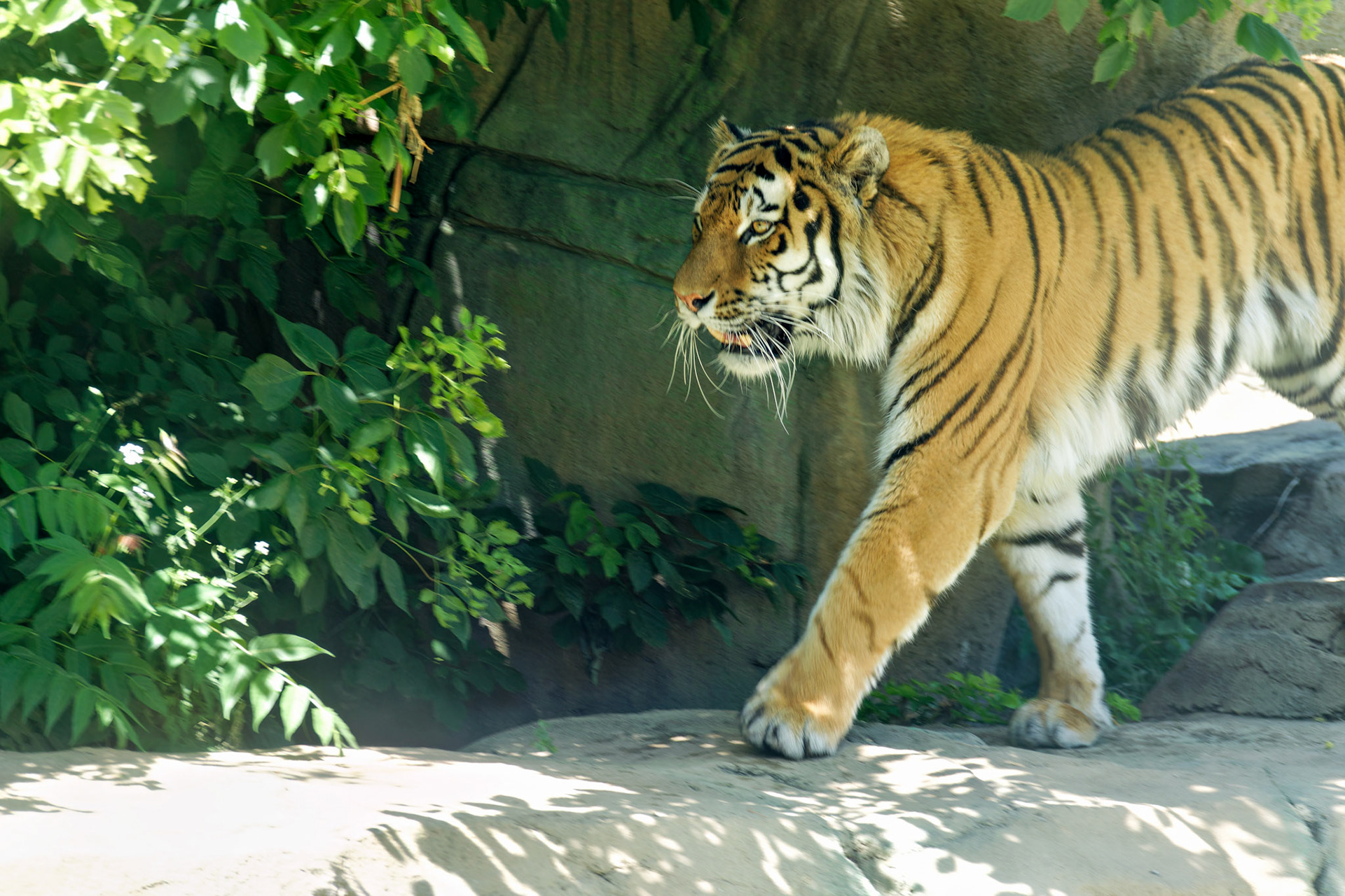 IN_Indianapolis Zoo_20170608_0221_PS.tif