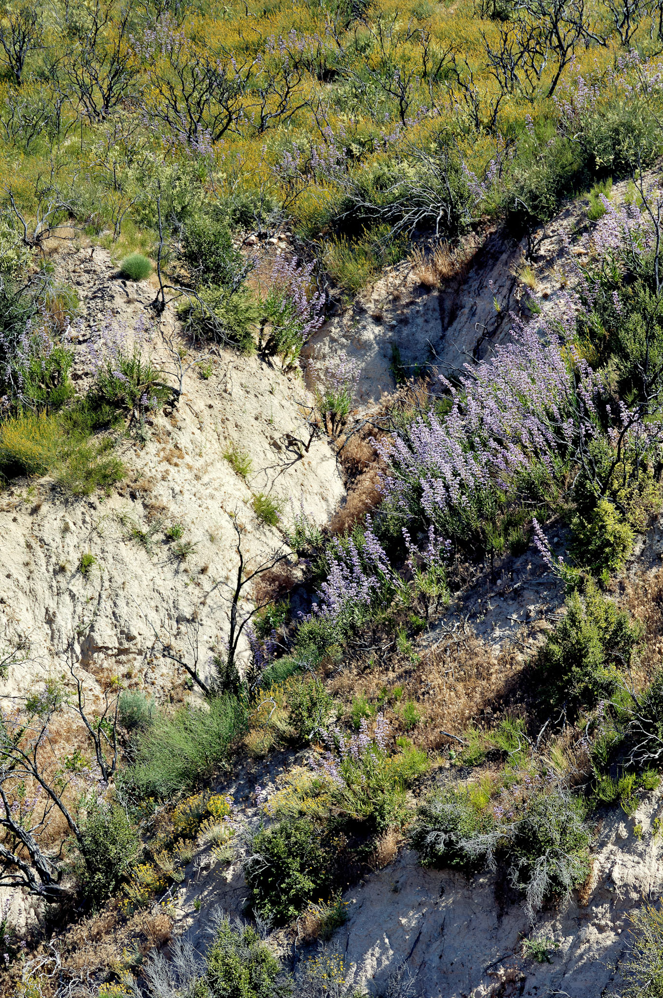 CA_20050613_0034_PS.dng