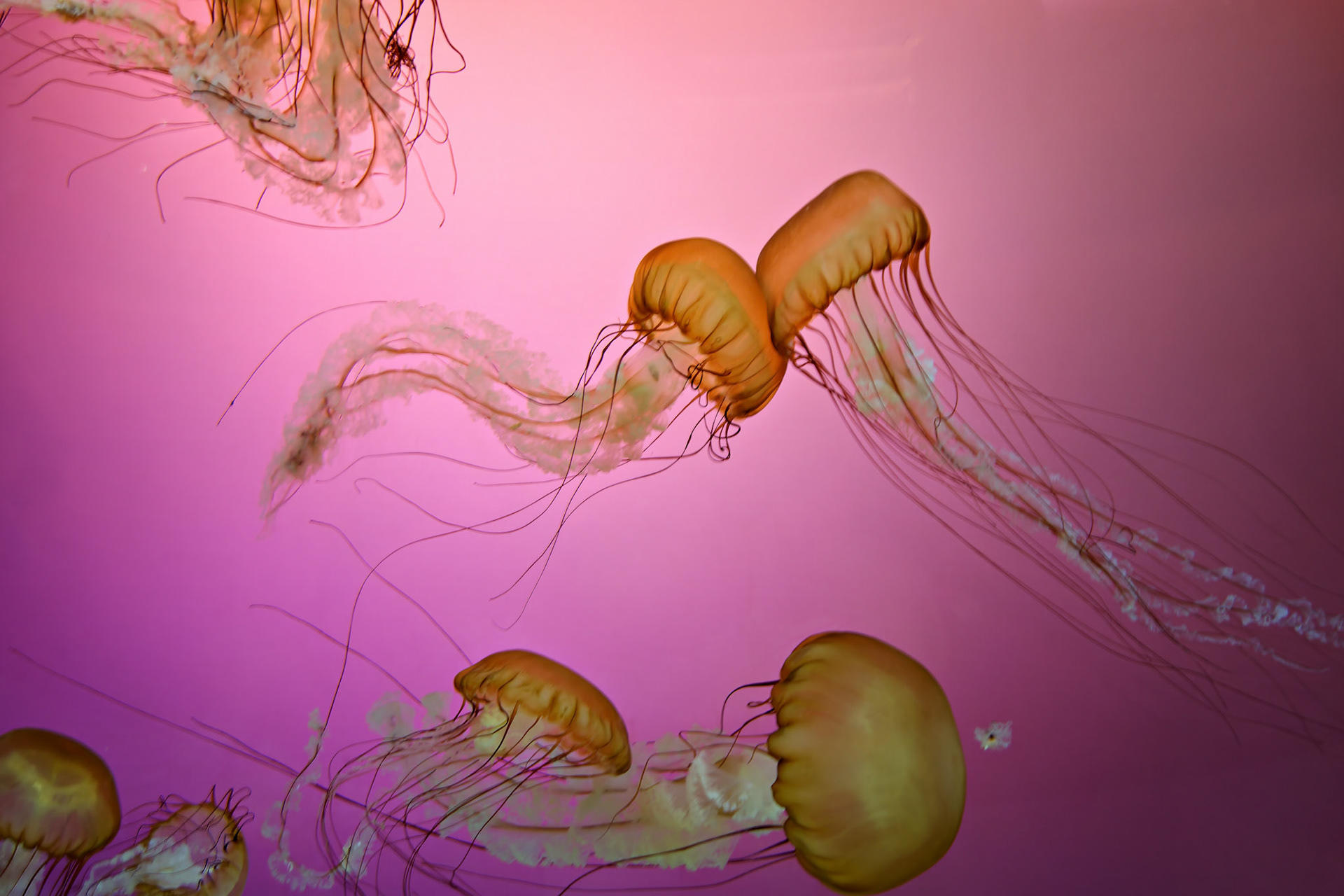 Wildlife_20120725_0322_PS.dng