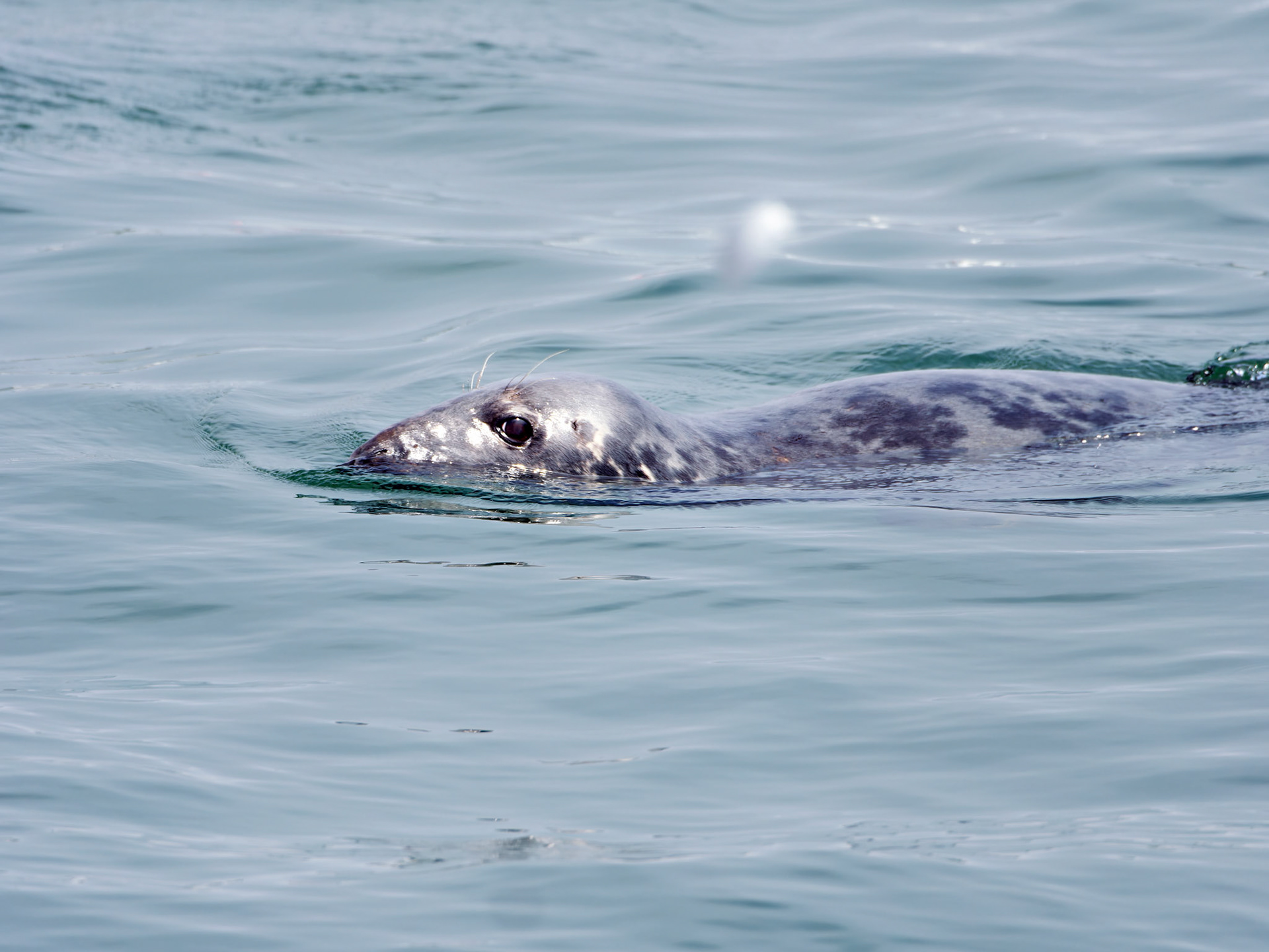 MA_CapeCodChattham_20180725_0086_PS.dng