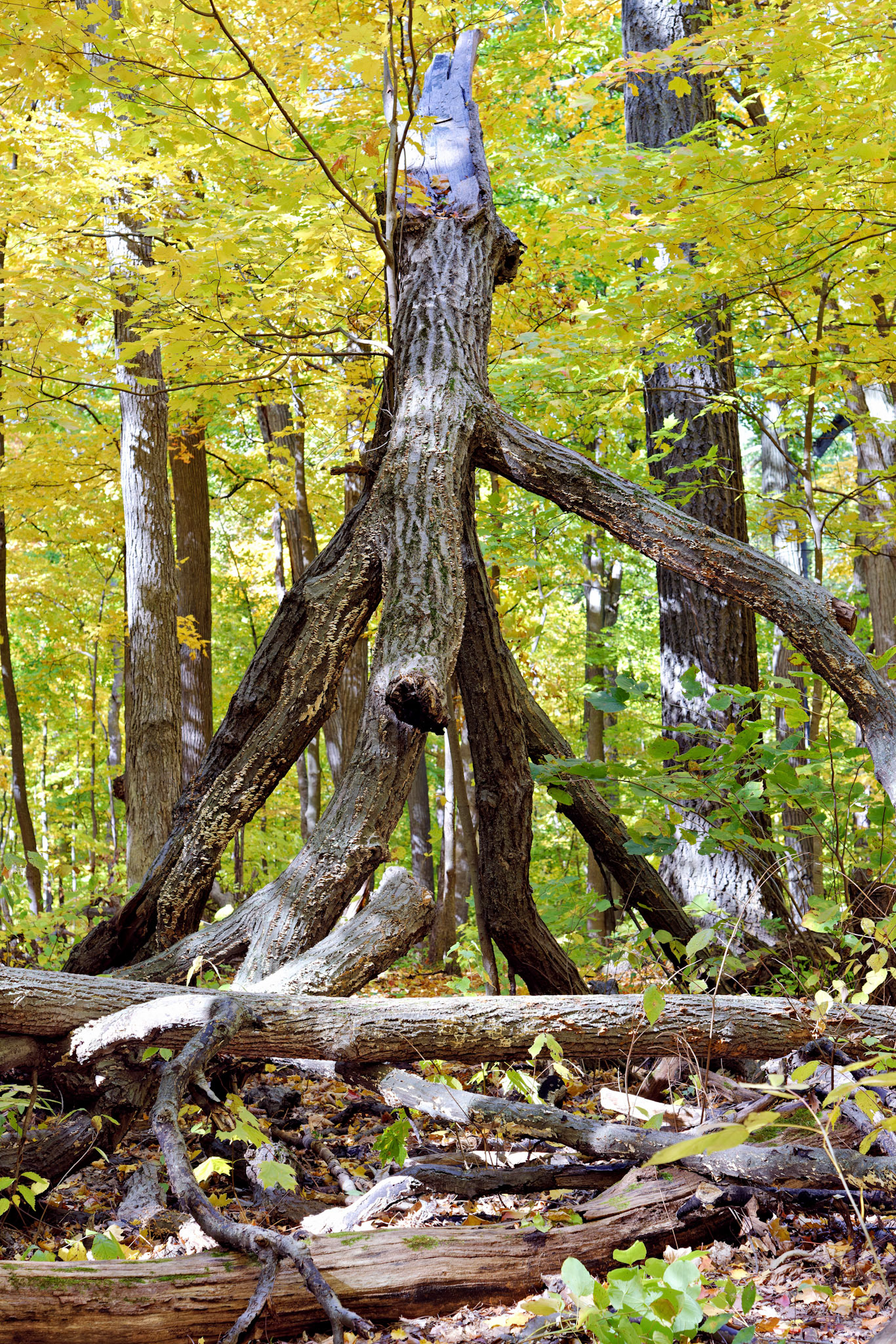 IL_Morton Arboretum_20121012_0570_PS.tif