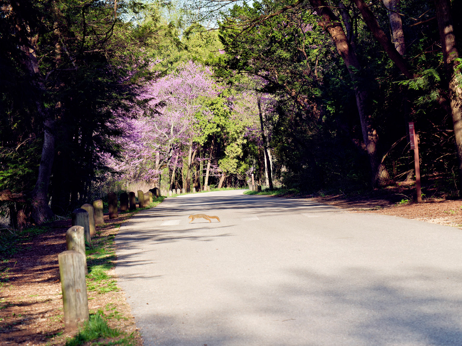IL_Morton Arboretum_20180507_0843_PS.tif