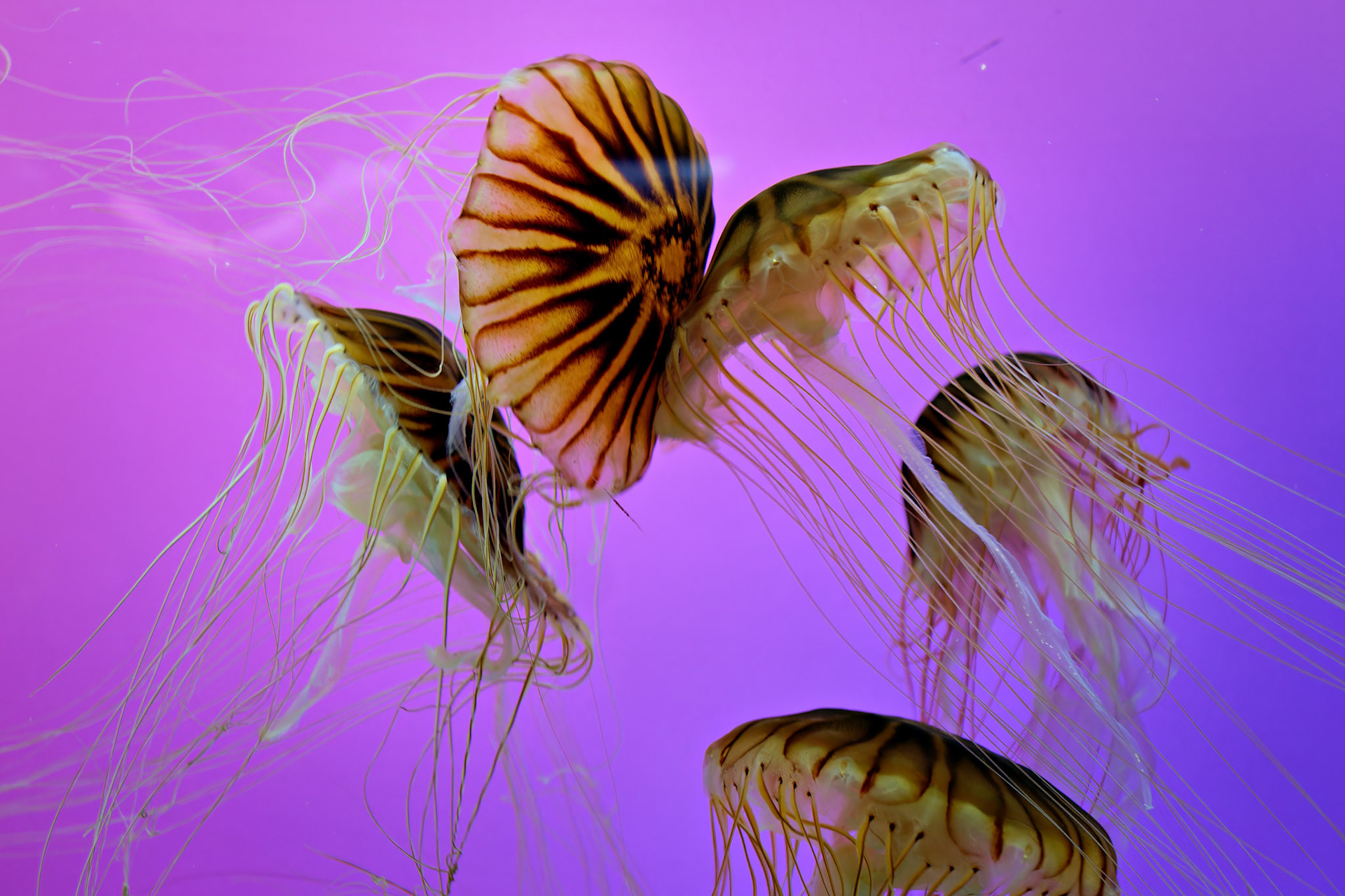 Wildlife_20120725_0312_PS.dng