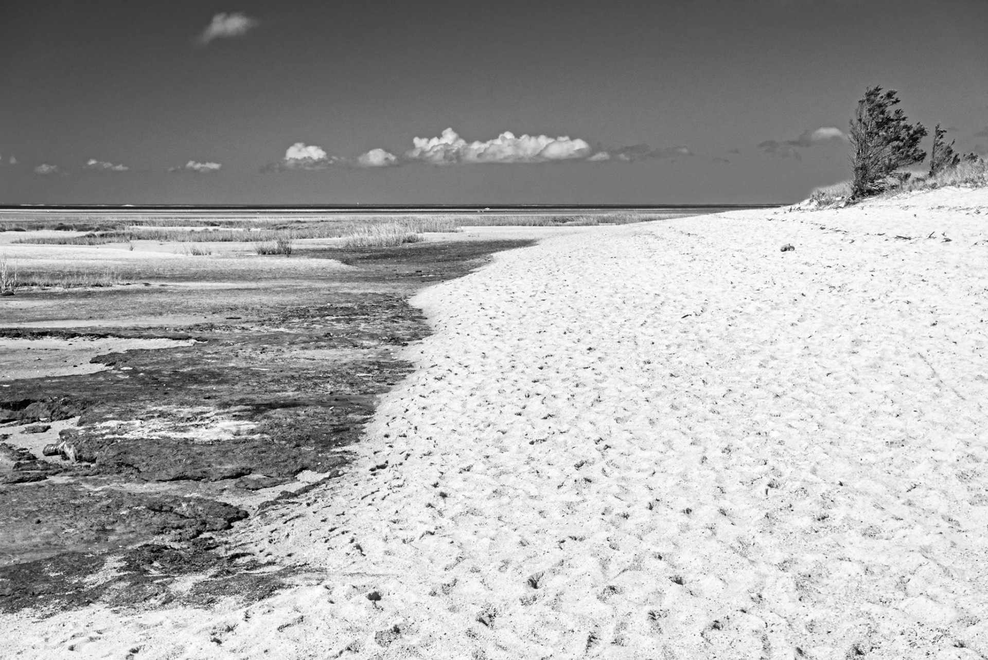 Black &amp; White 00295