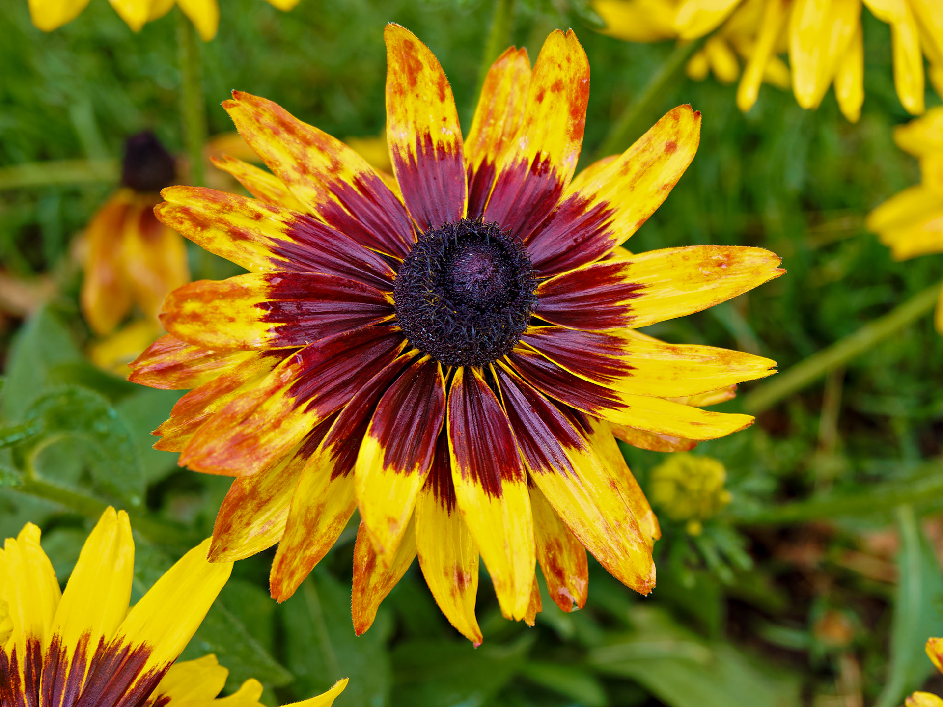 OLYMPUS DIGITAL CAMERA