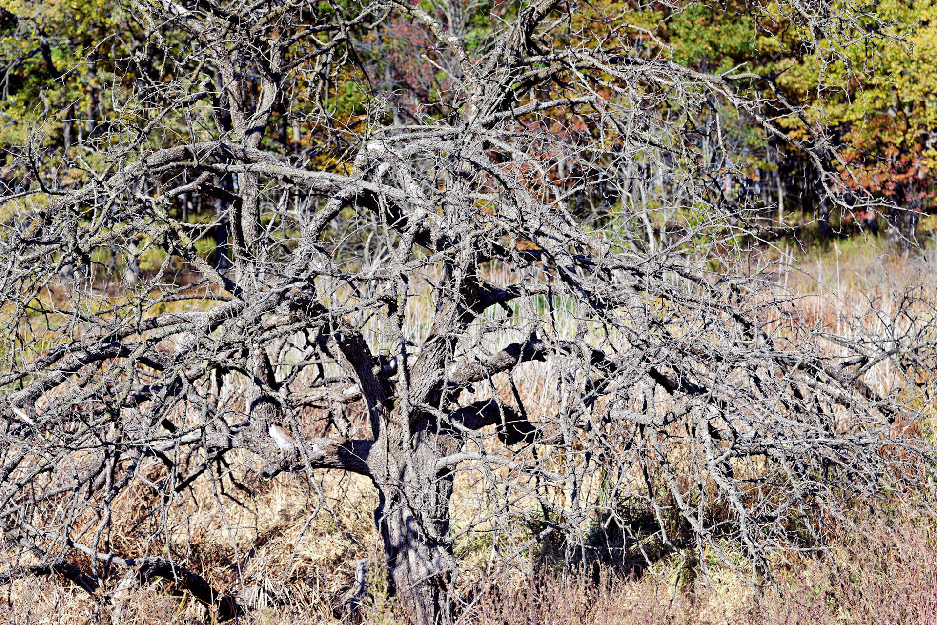 IL_Morton Arboretum_20121012_0573_PS.tif