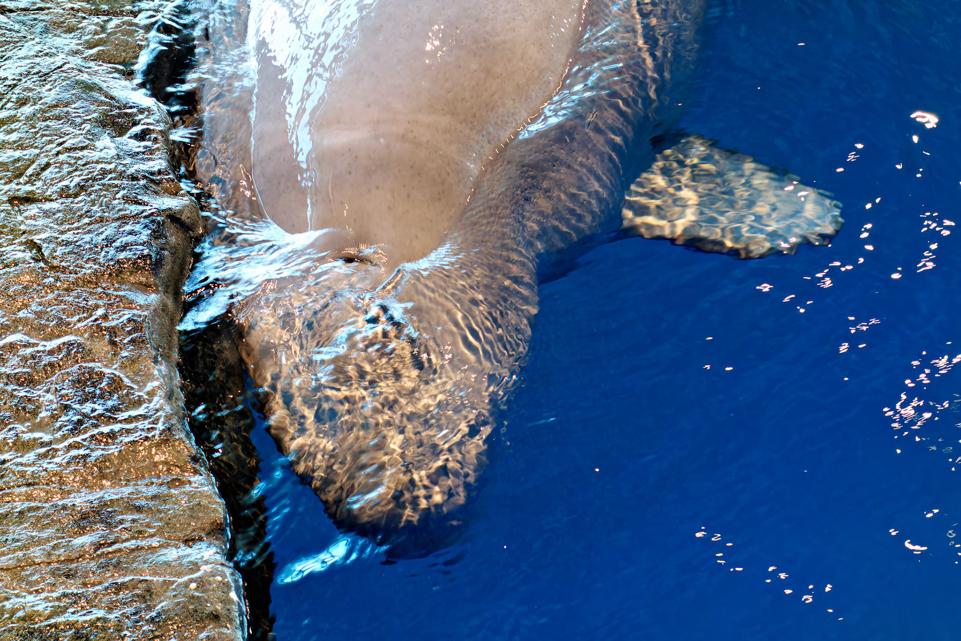 Wildlife_20120725_0355_PS.dng