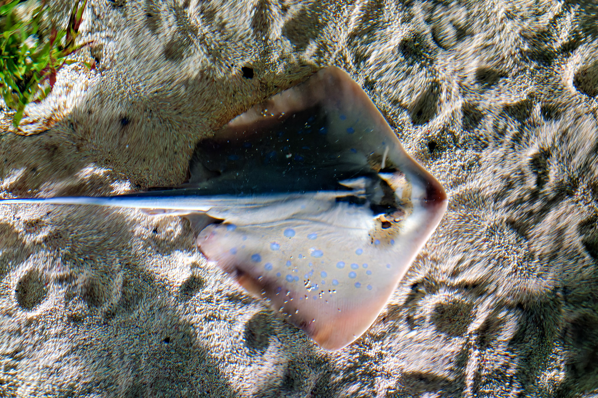 Wildlife_20120725_0282_PS.dng