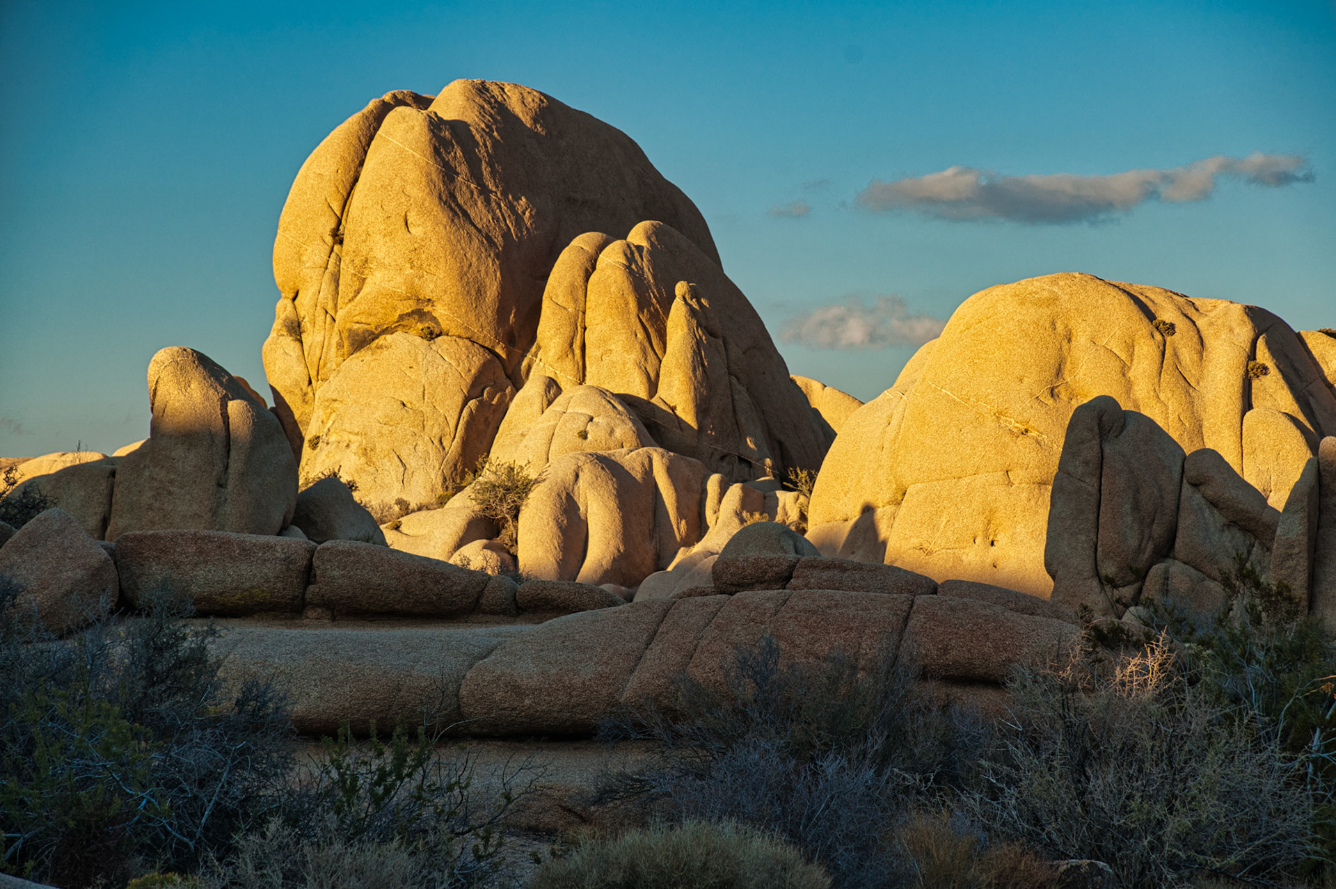 California Joshua Tree 00077