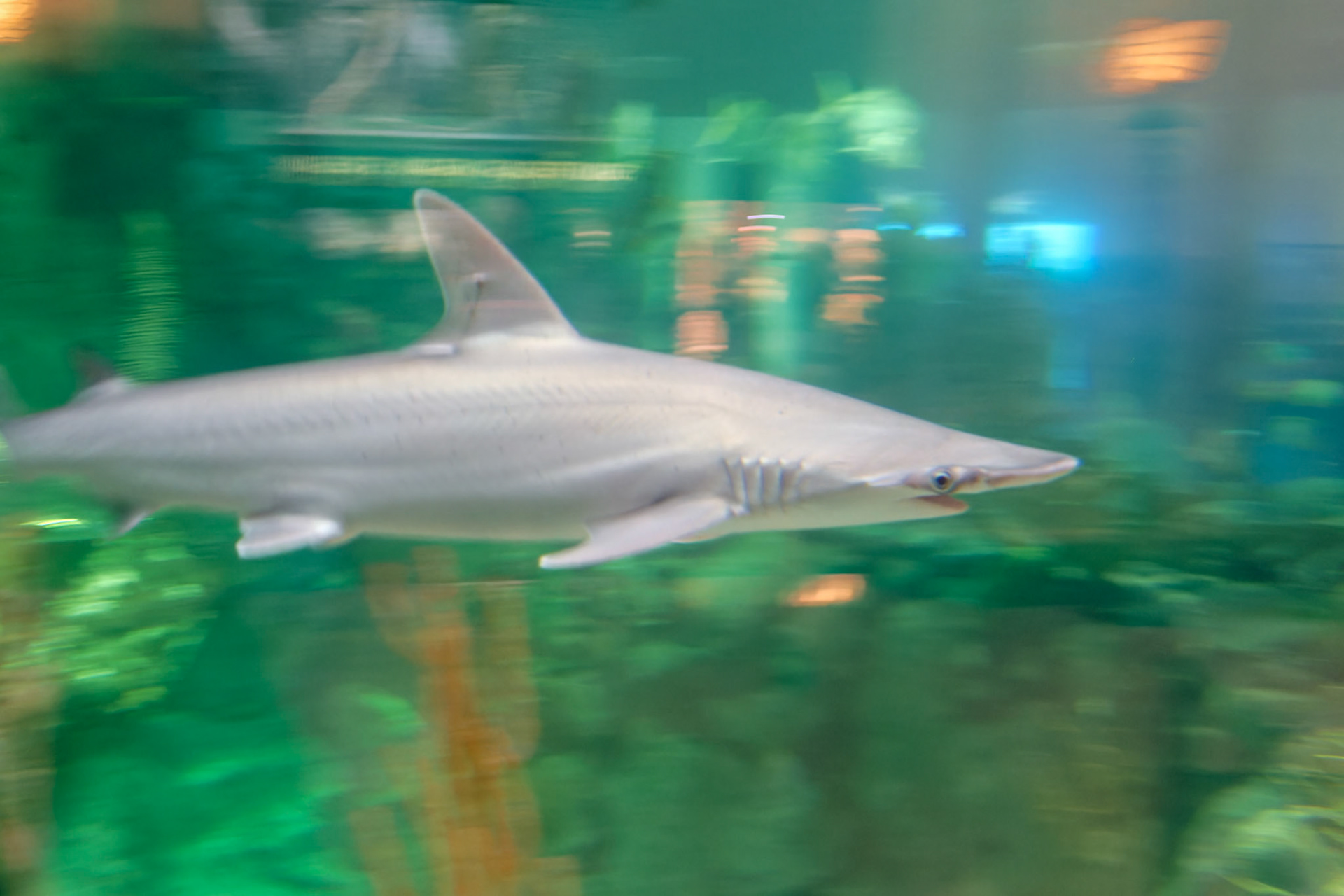 Wildlife_20160705_0695_PS.dng