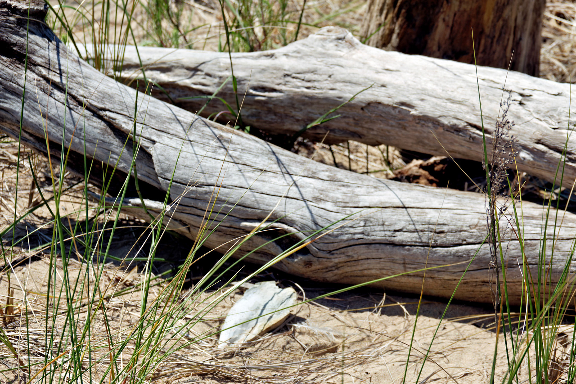 MI_New BuffaloArea_20170715_0227_PS.tif