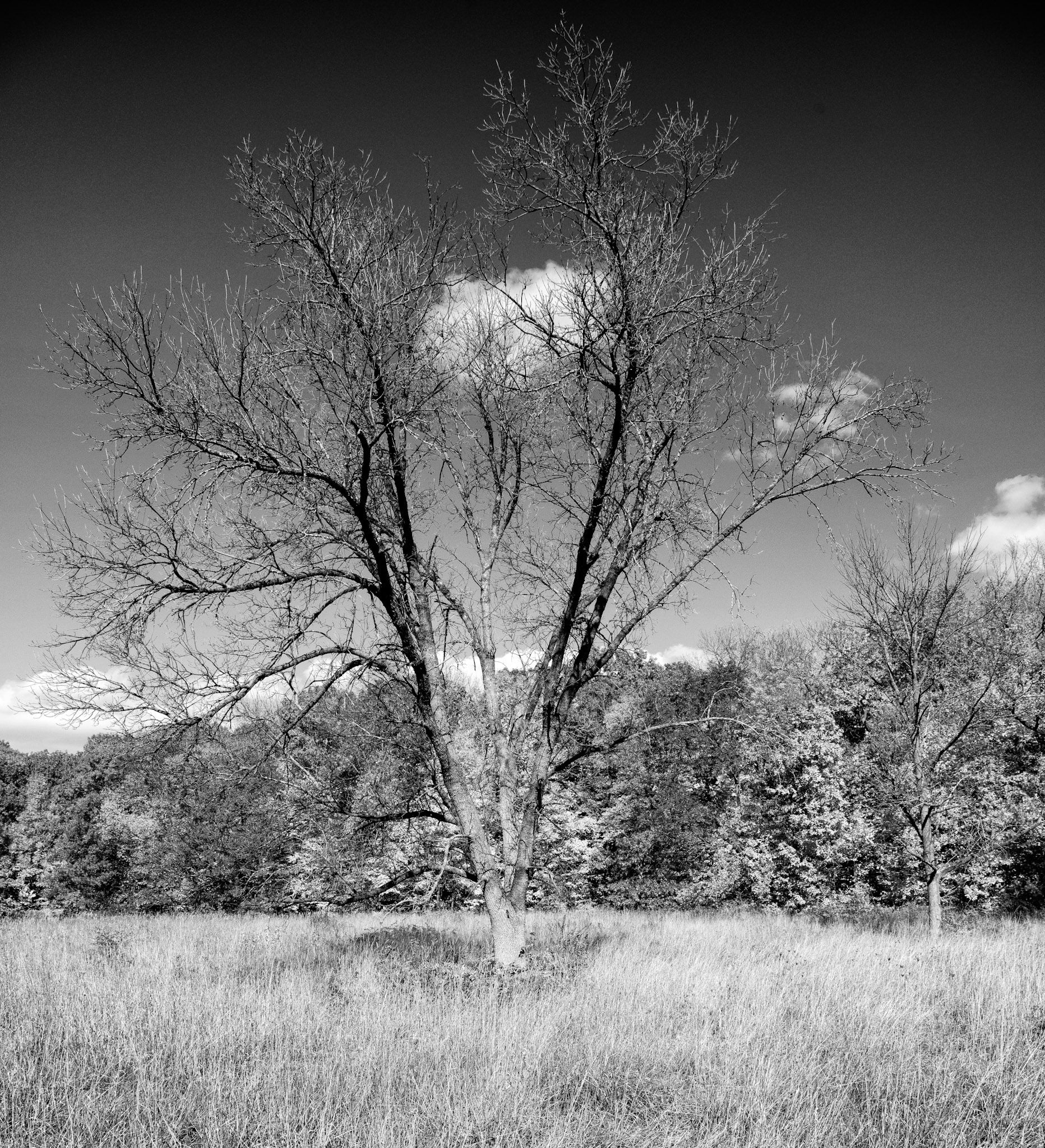 Black &amp; White 00187