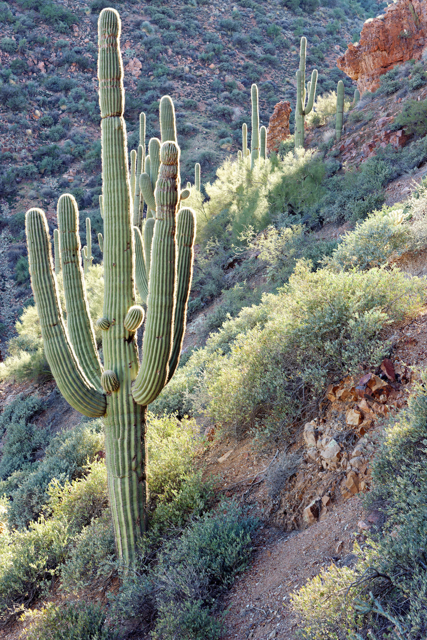 AZ_20121210_0416_PS.dng