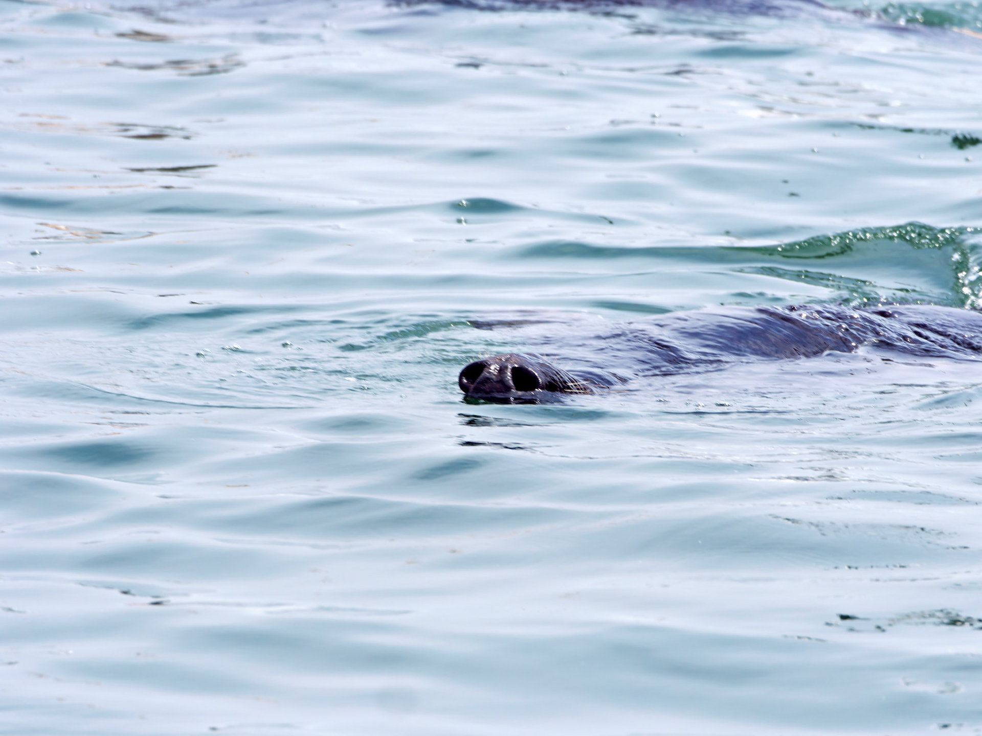 MA_CapeCodChattham_20180725_0081_PS.dng
