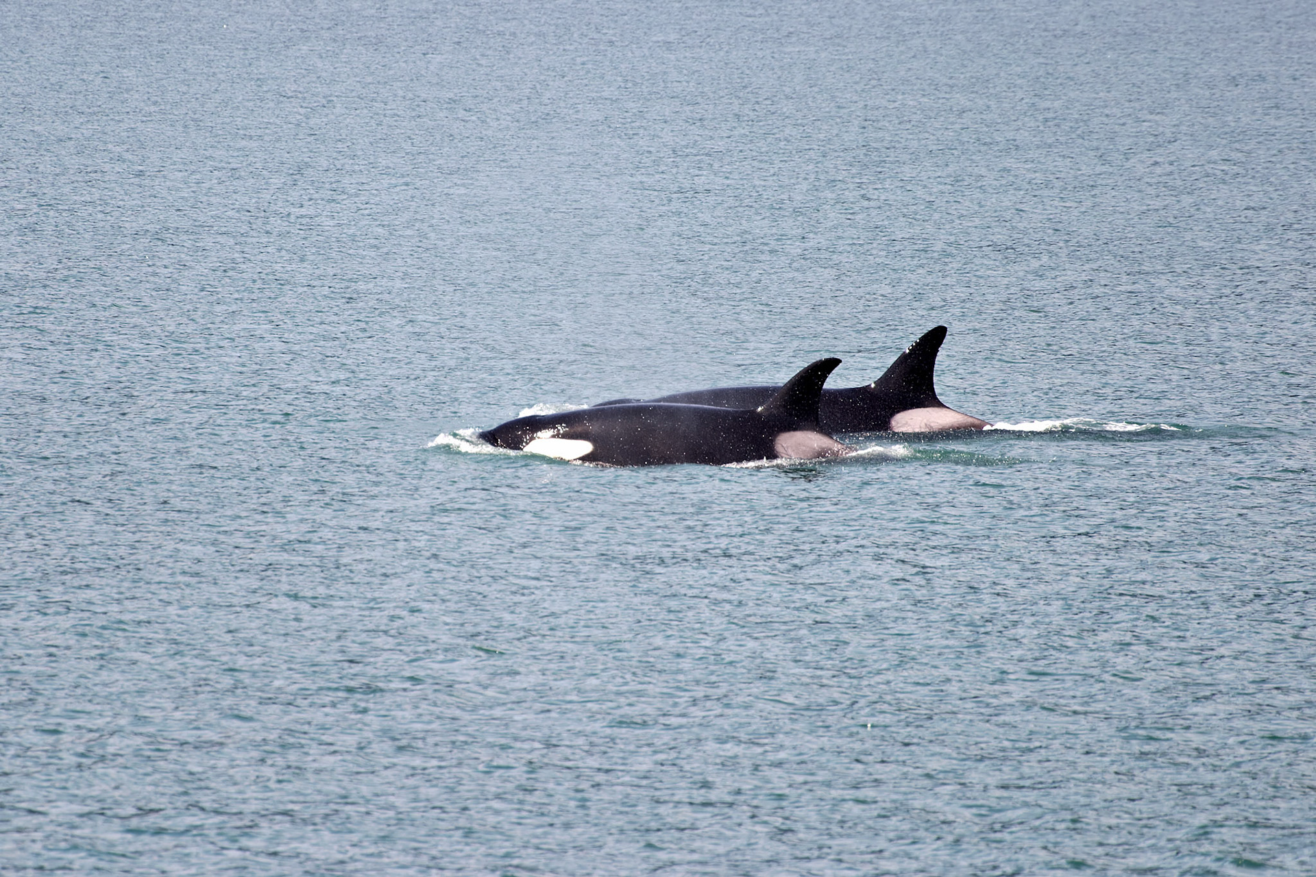 AK_20030731_0180_PS.dng