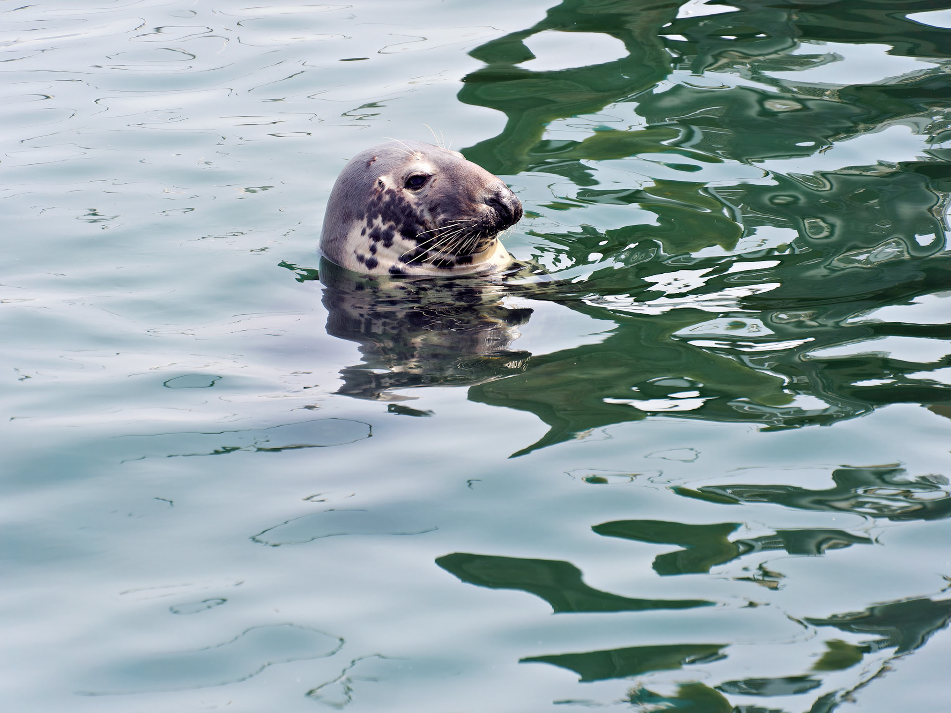 MA_CapeCodChattham_20180725_0051_PS.dng