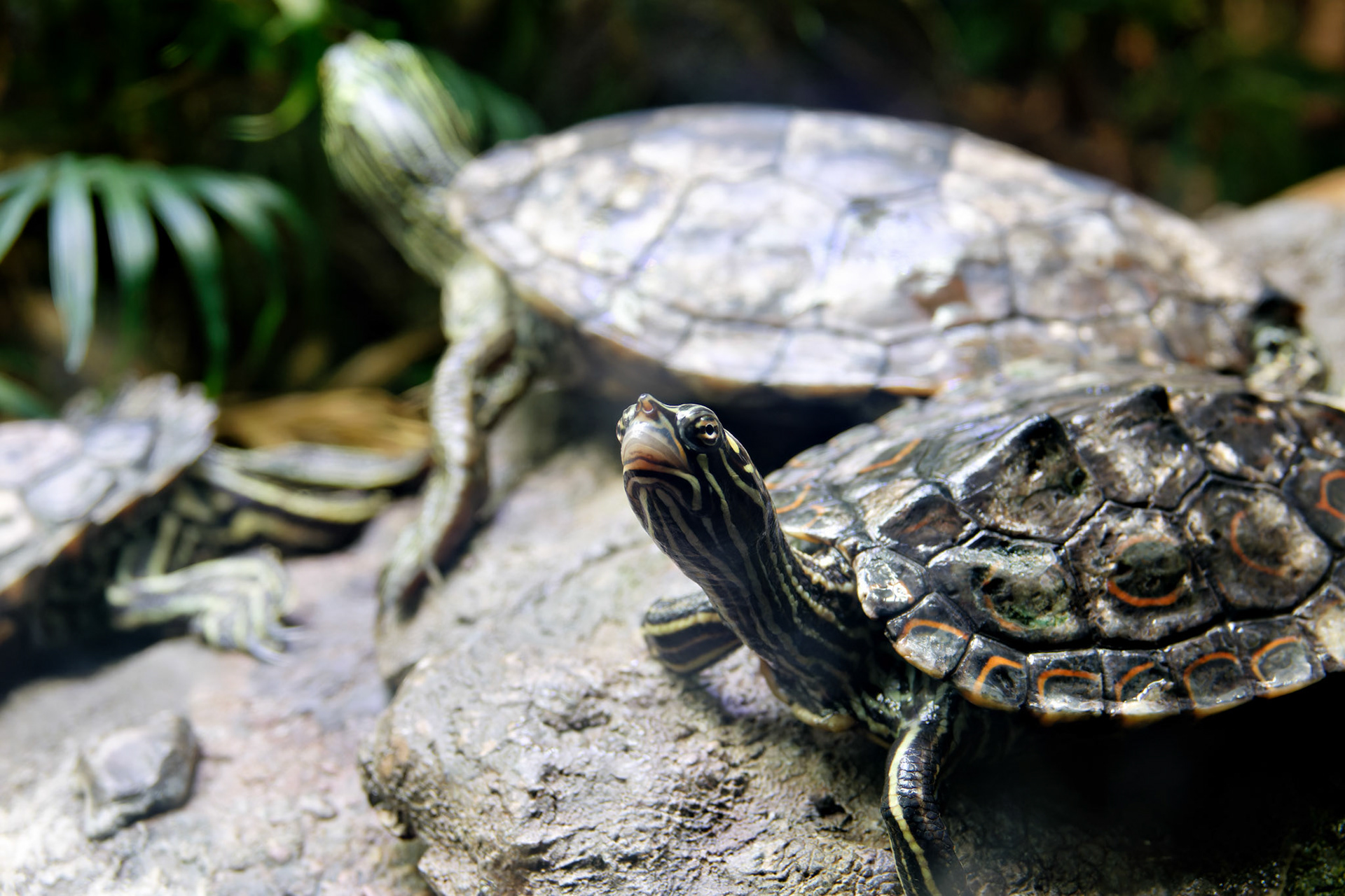 Wildlife_20160705_0689_PS.dng