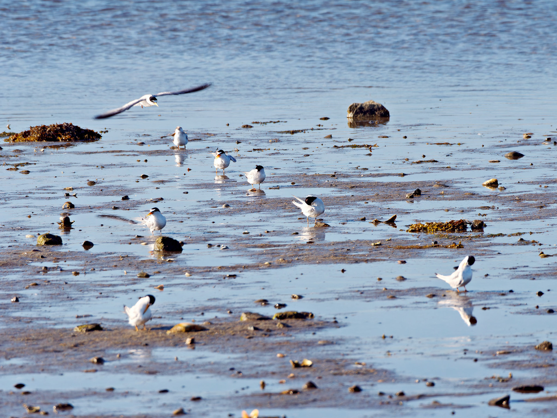 MA_CapeCod_20180724_0416_PS.dng