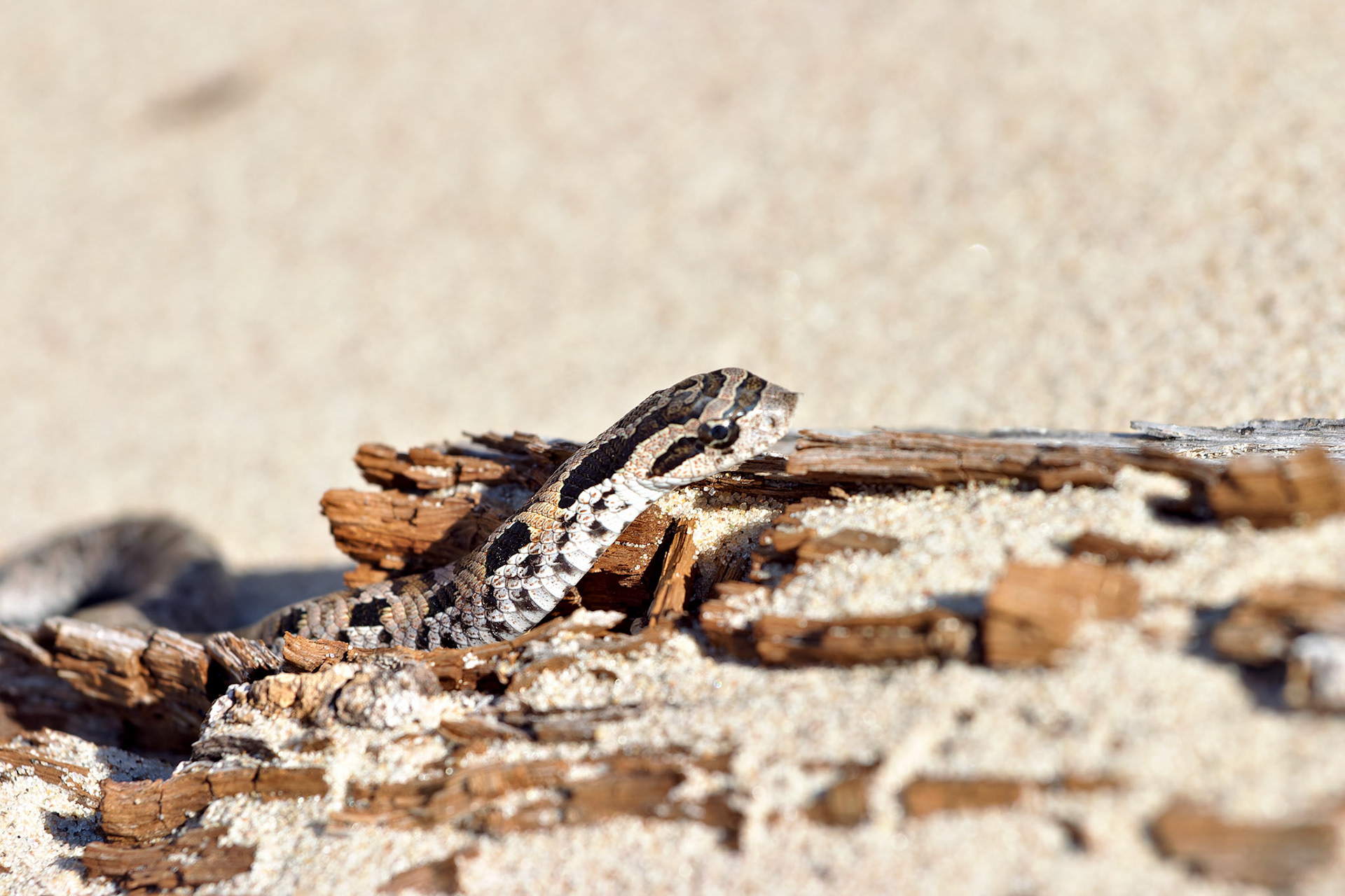 MI_New BuffaloArea_20030906_0074_PS.tif