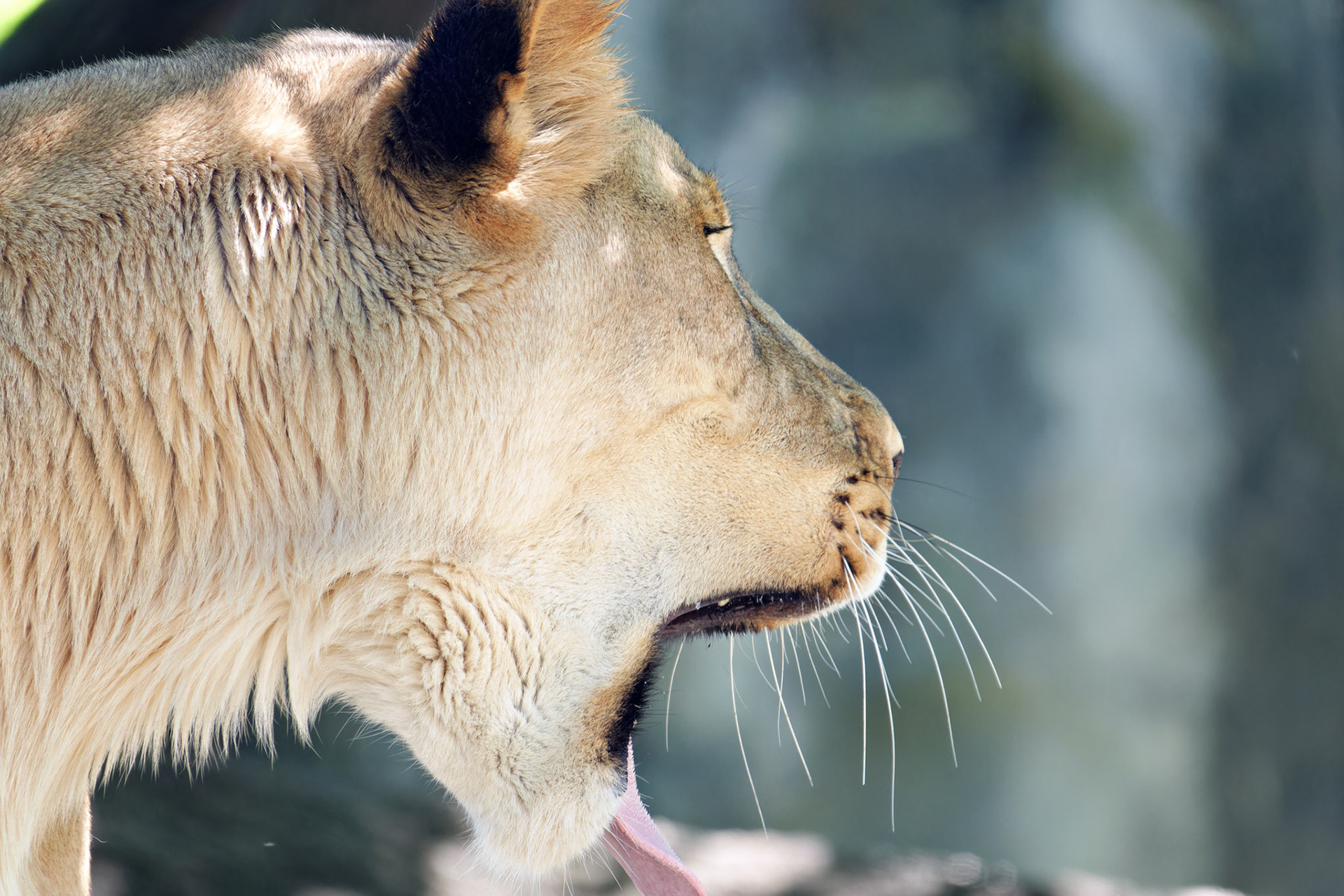 IN_Indianapolis Zoo_20170608_0246_PS.tif