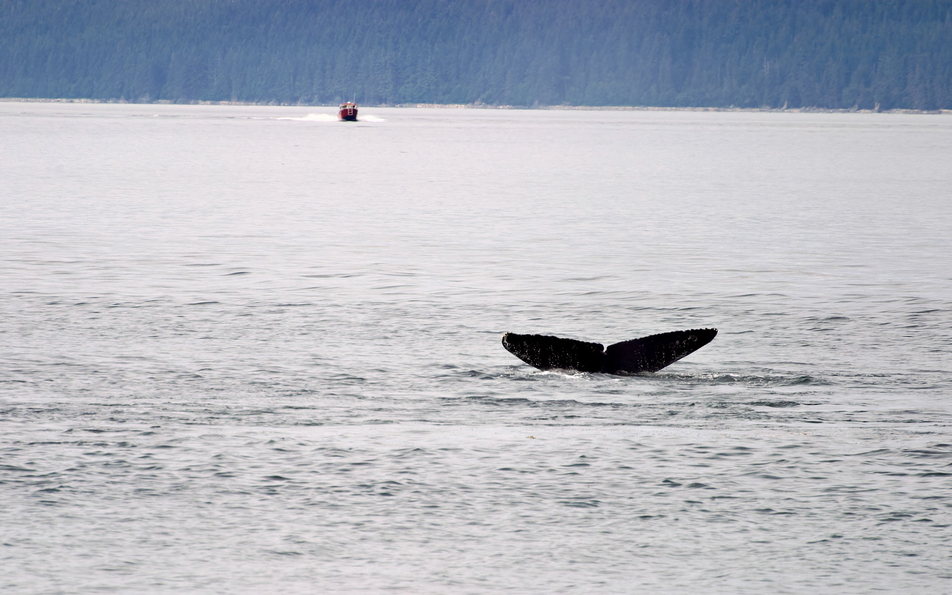 AK_20030731_0229_PS.dng