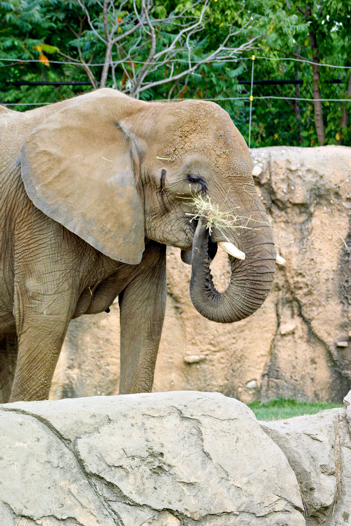 Wildlife_20140718_0536_PS.dng